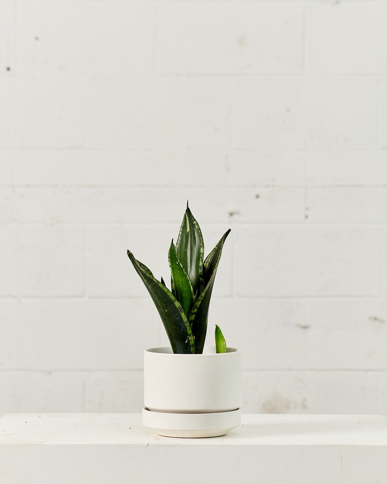 SANSEVIERIA SILVER FLAME 6