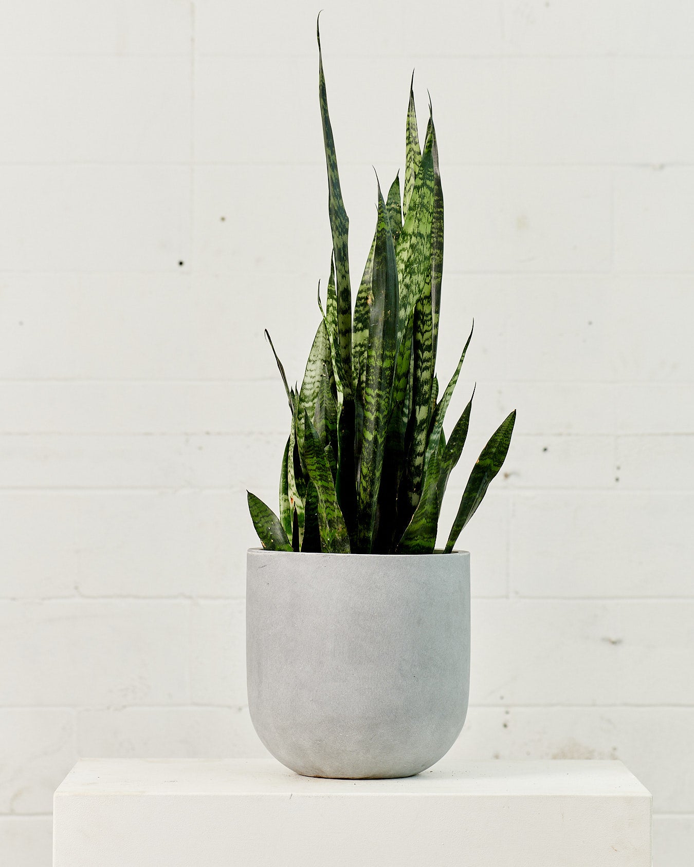 8 inch snake plant Green Snake Plant: Sansevieria trifasciata 'Zeylanica'