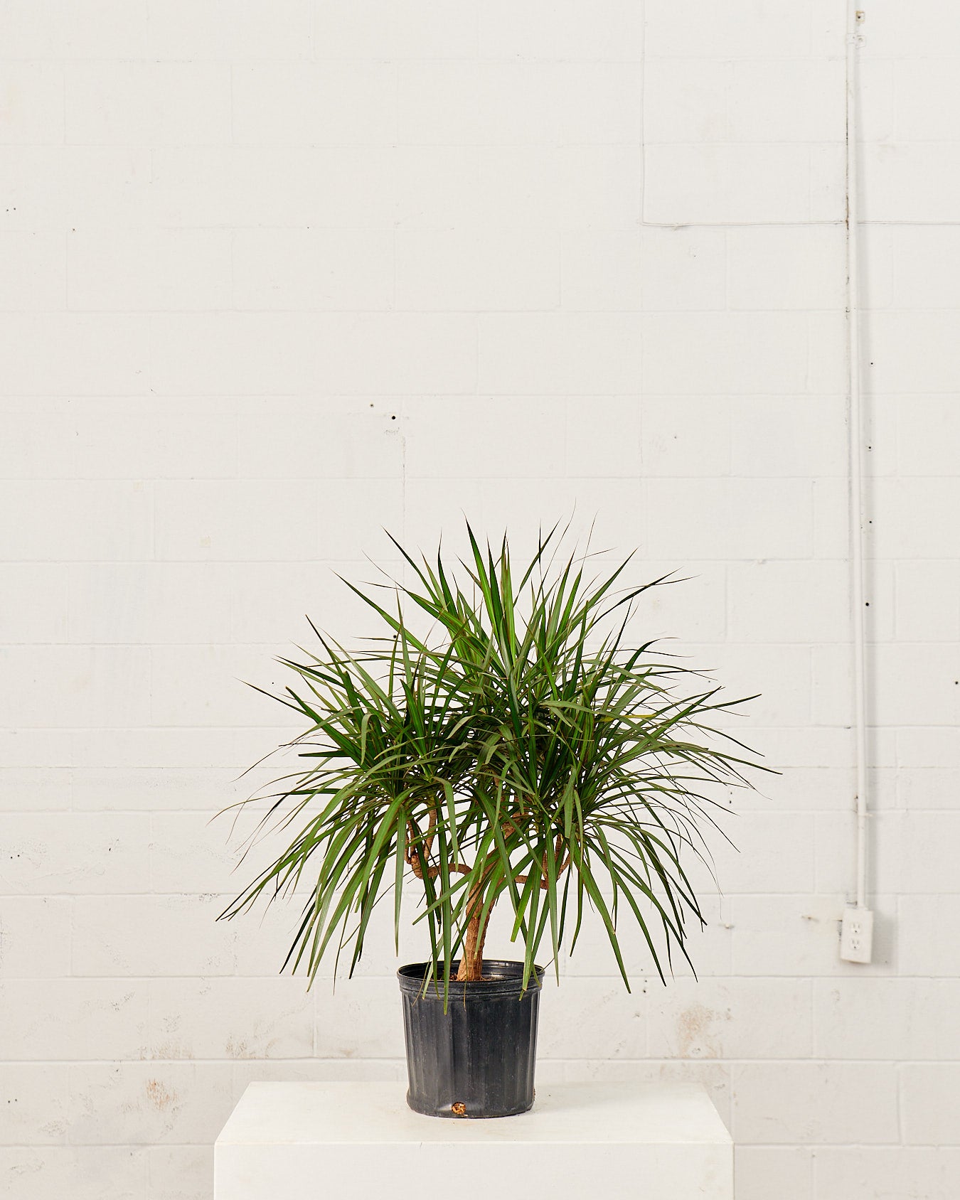 DRACAENA MARGINATA CANDELABRA 10" Grower Pot