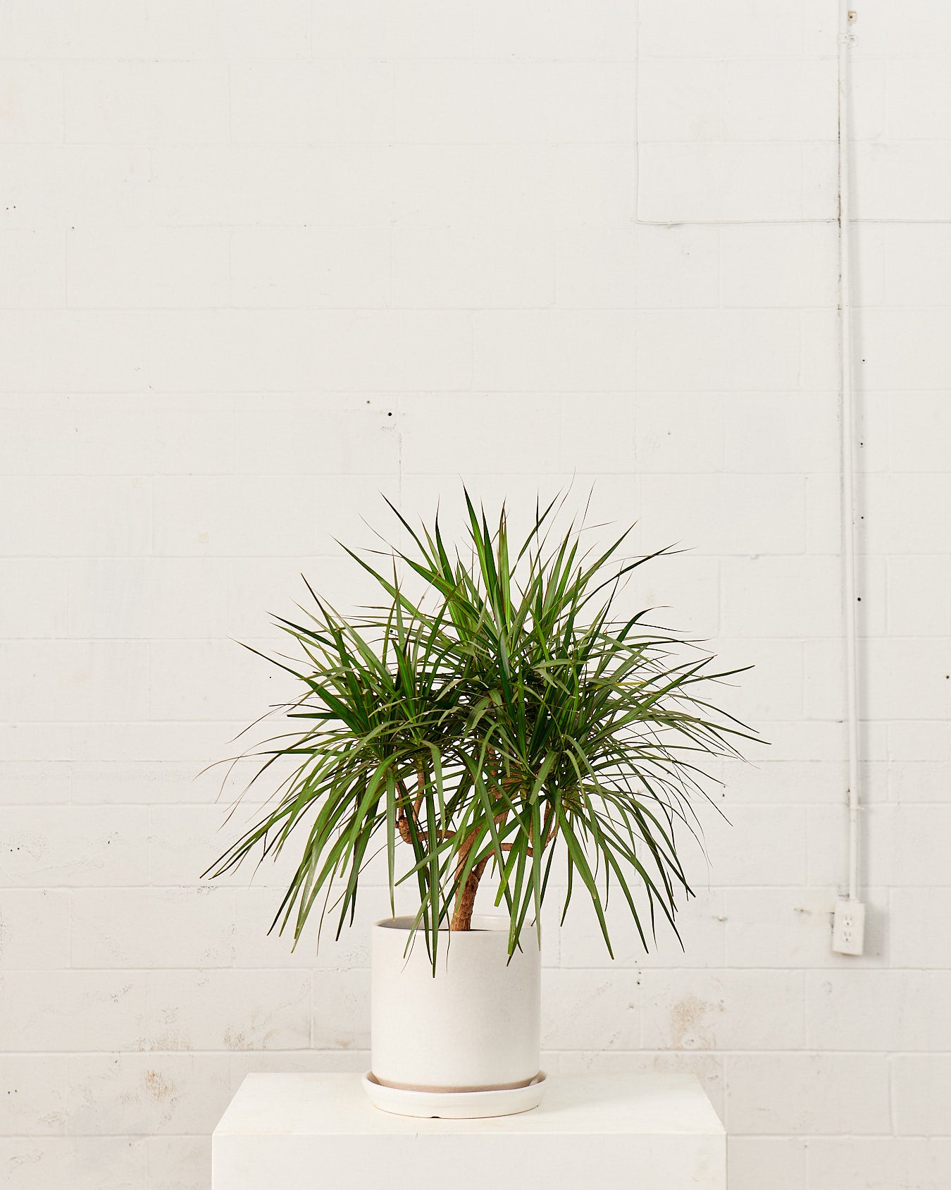 DRACAENA MARGINATA CANDELABRA 10" Grower Pot