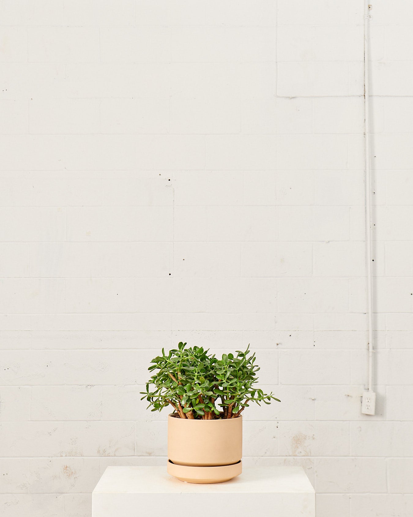 Round Two Ceramic Planter with Drainage and Tray | 10 inch Diameter