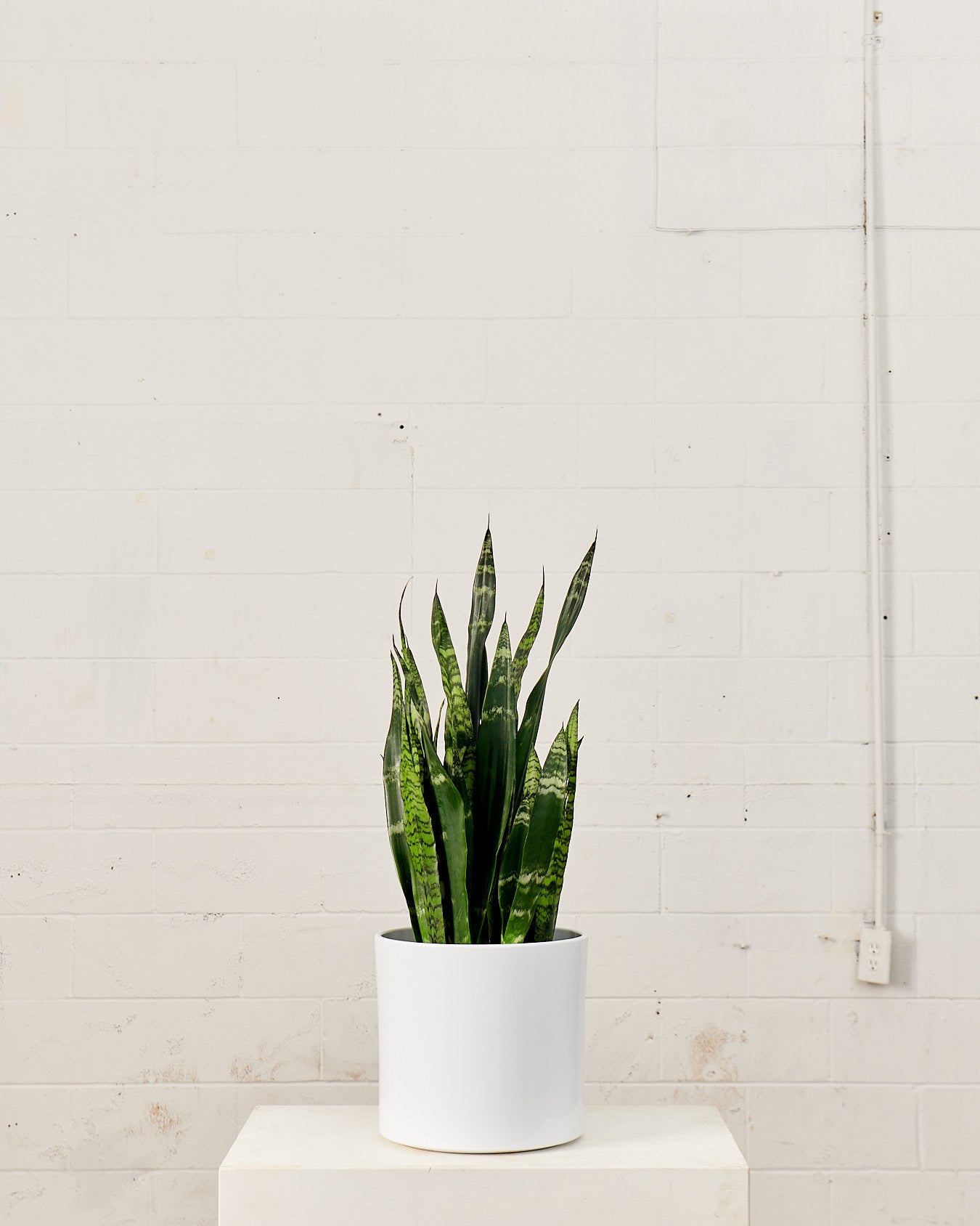 Black Coral Snake Plant: Sansevieria trifasciata - 10 inch pot - 2-3 foot tall