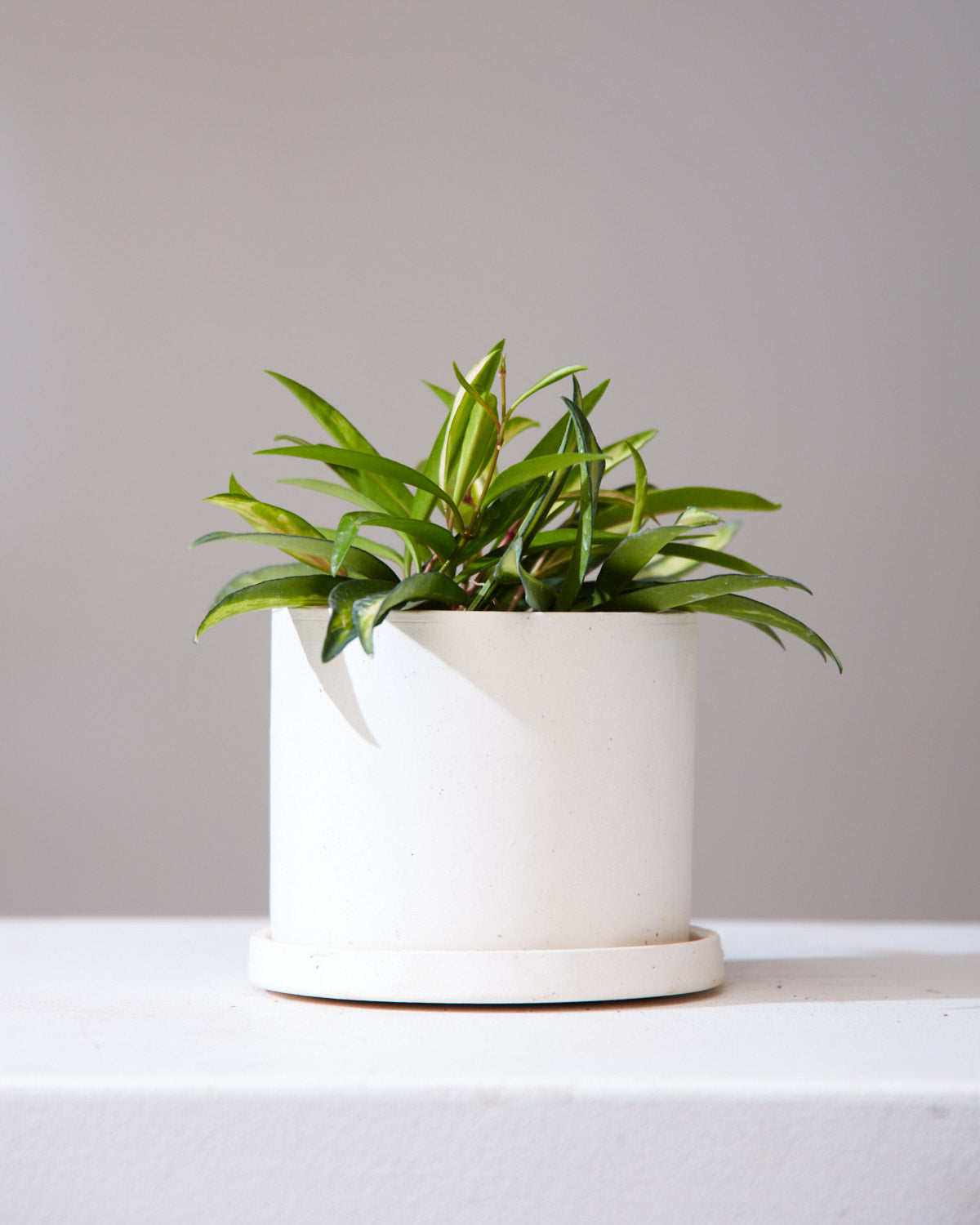 VARIEGATED HOYA KENTIANA 4" Grower Pot