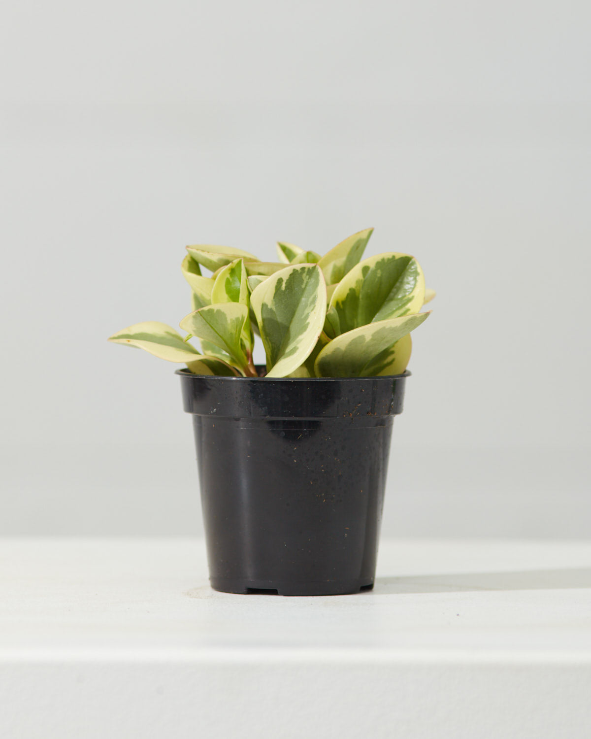 Variegated Baby Rubber Plant: Peperomia obtusifolia 'Variegata' - 4 inch pot