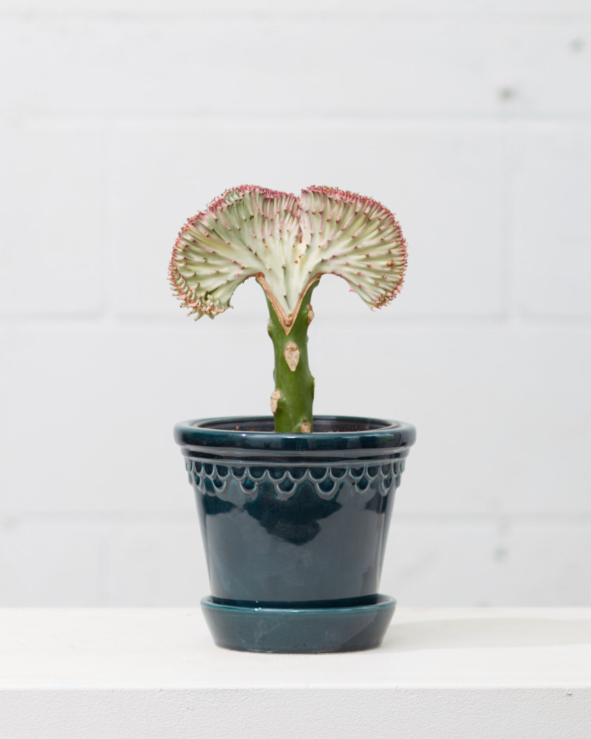 coral cactus indoor plant White Grafted Coral Cactus: Euphorbia lactea 'Cristata'