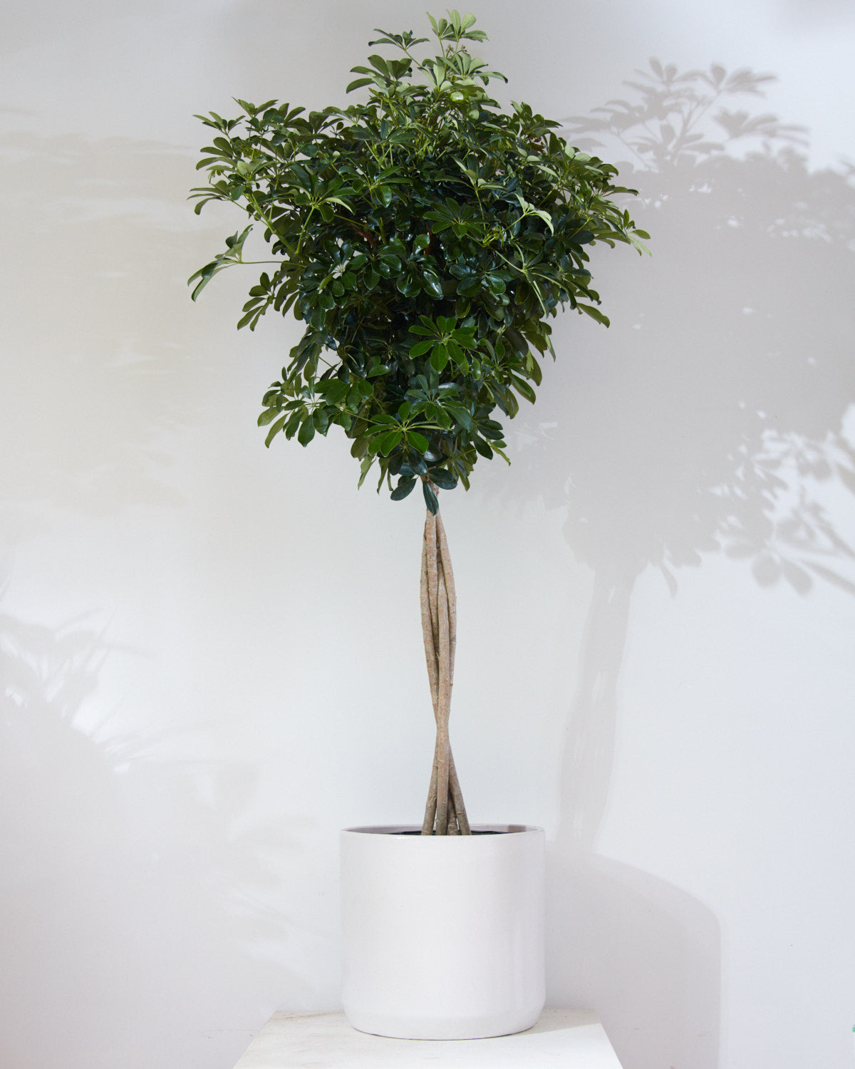 Braided Umbrella Tree: Schefflera arboricola - 17 inch pot - 6-7 foot tall