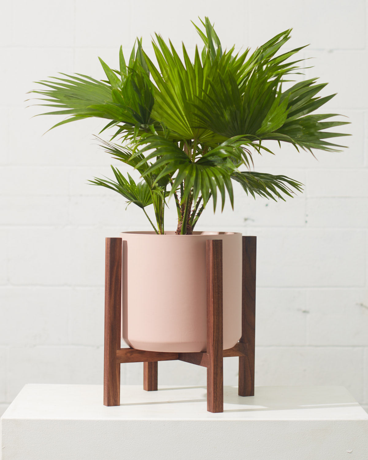 PARCEL STAND - WALNUT - Medium 12 Inch