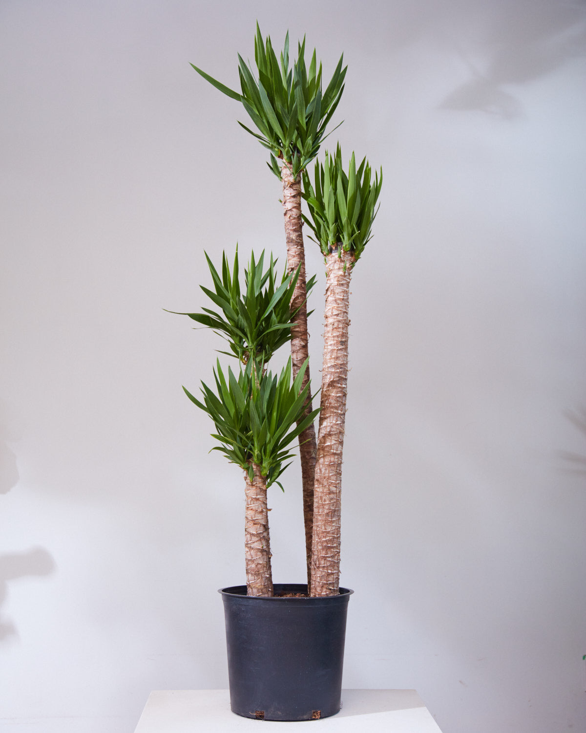 Yucca Staggered Cane: Yucca gigantea - 14 inch pot - 5-6 foot tall