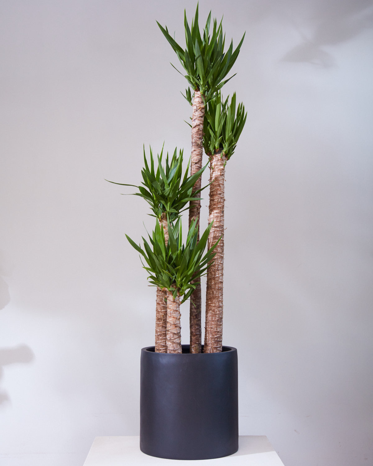 Yucca Staggered Cane: Yucca gigantea - 14 inch pot - 5-6 foot tall