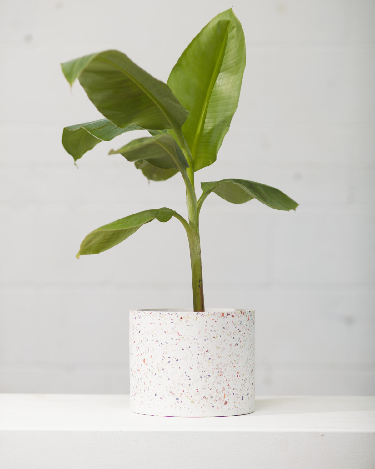 white speckled plant pot Terrazzo White Speckled Marble Planter