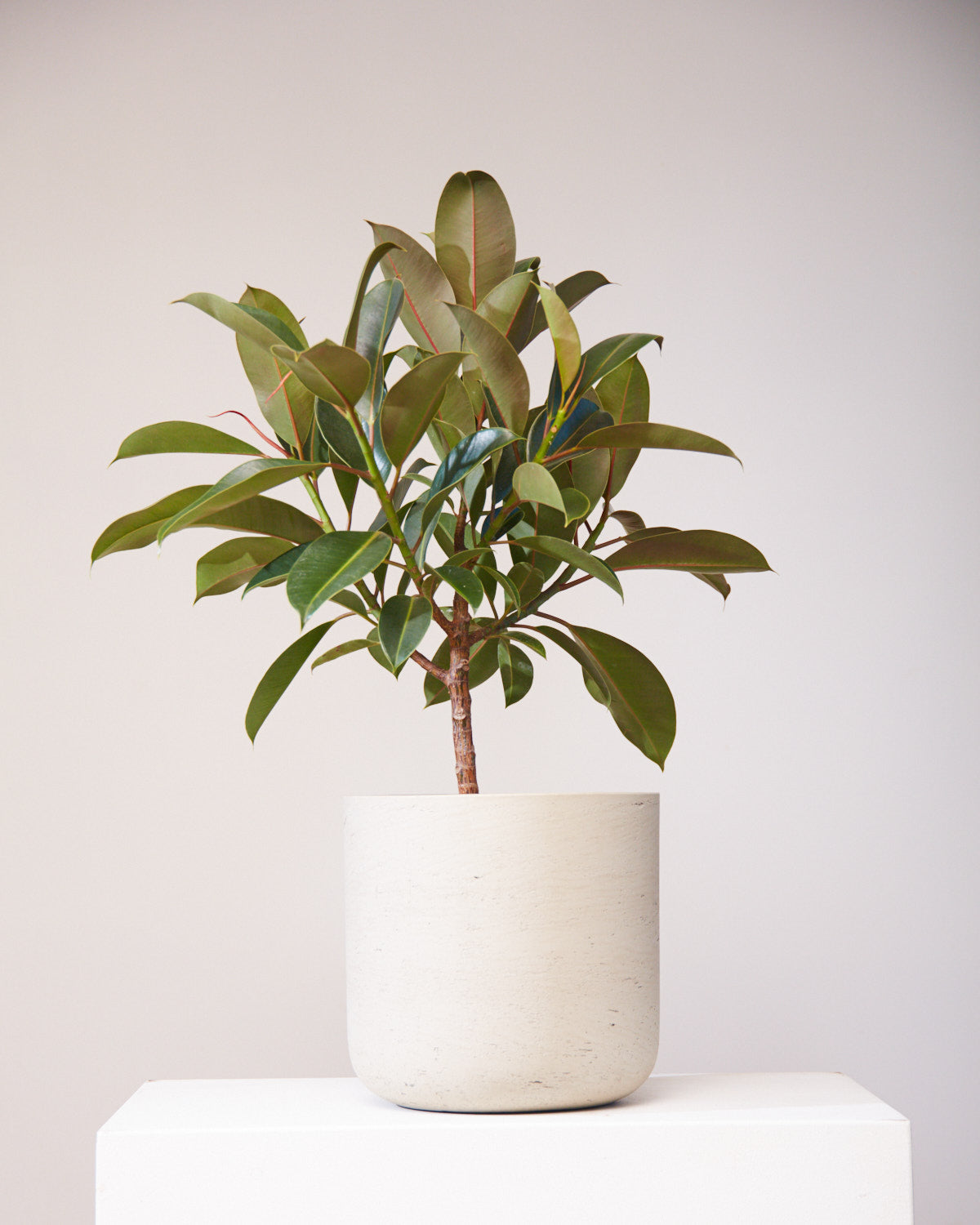 Melany Rubber Tree: Ficus elastica - 10 inch pot - 3 foot tall