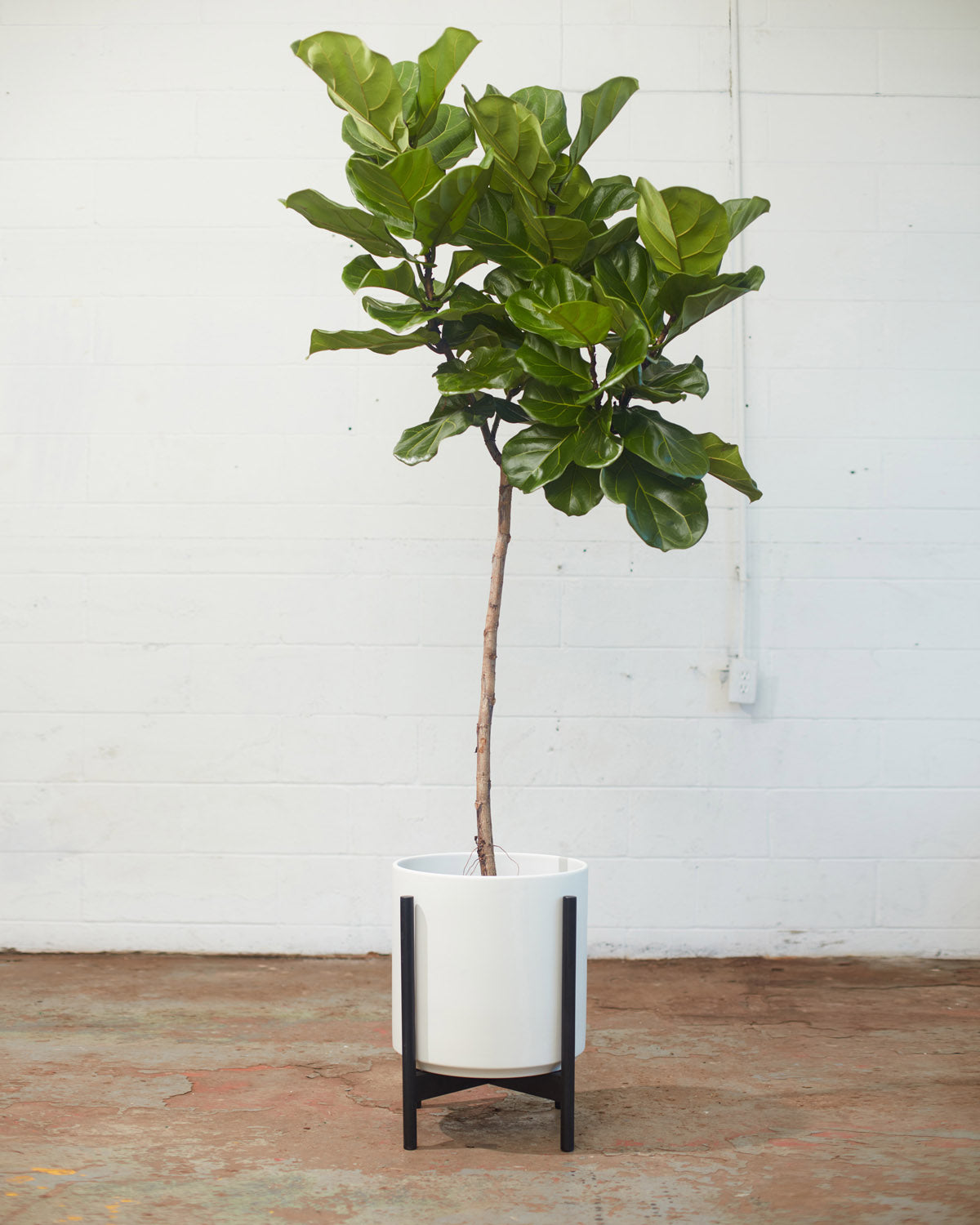 14 Inch REVIVAL CERAMICS WHITE CYLINDER WITH BLACK STAND - Large