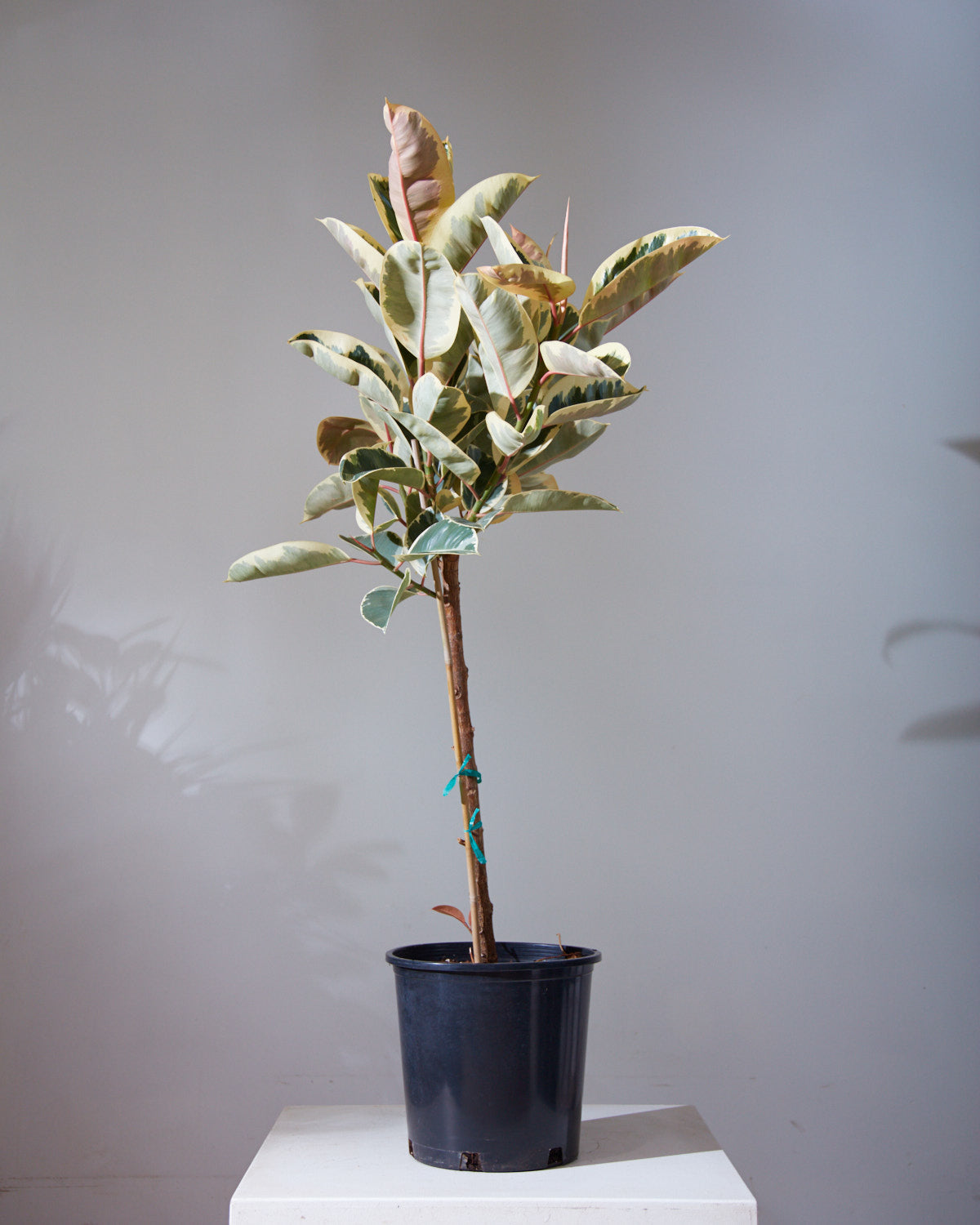 Tineke Rubber Tree: Ficus elastica - 12 inch pot - 5-6 foot tall