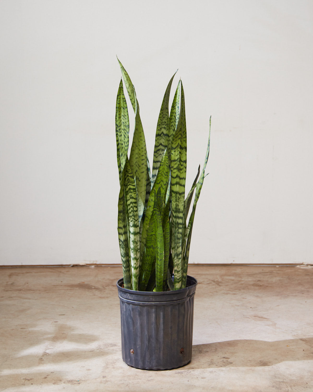 Green Snake Plant: Sansevieria trifasciata 'Zeylanica' - 12 inch pot - 3-3.5 foot tall