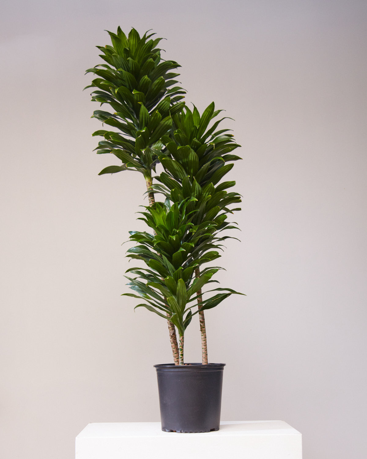 Staggered Janet Craig: Dracaena fragrans 'Compacta' - 10 inch pot