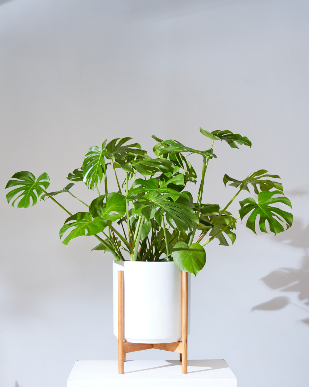 14 Inch REVIVAL CERAMICS WHITE CYLINDER WITH NATURAL TEAK STAND - Large