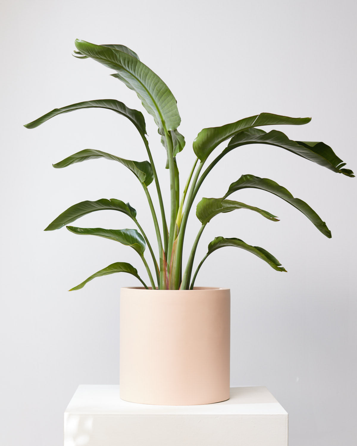 14 inch indoor plant pot Essential Cylinder Planter