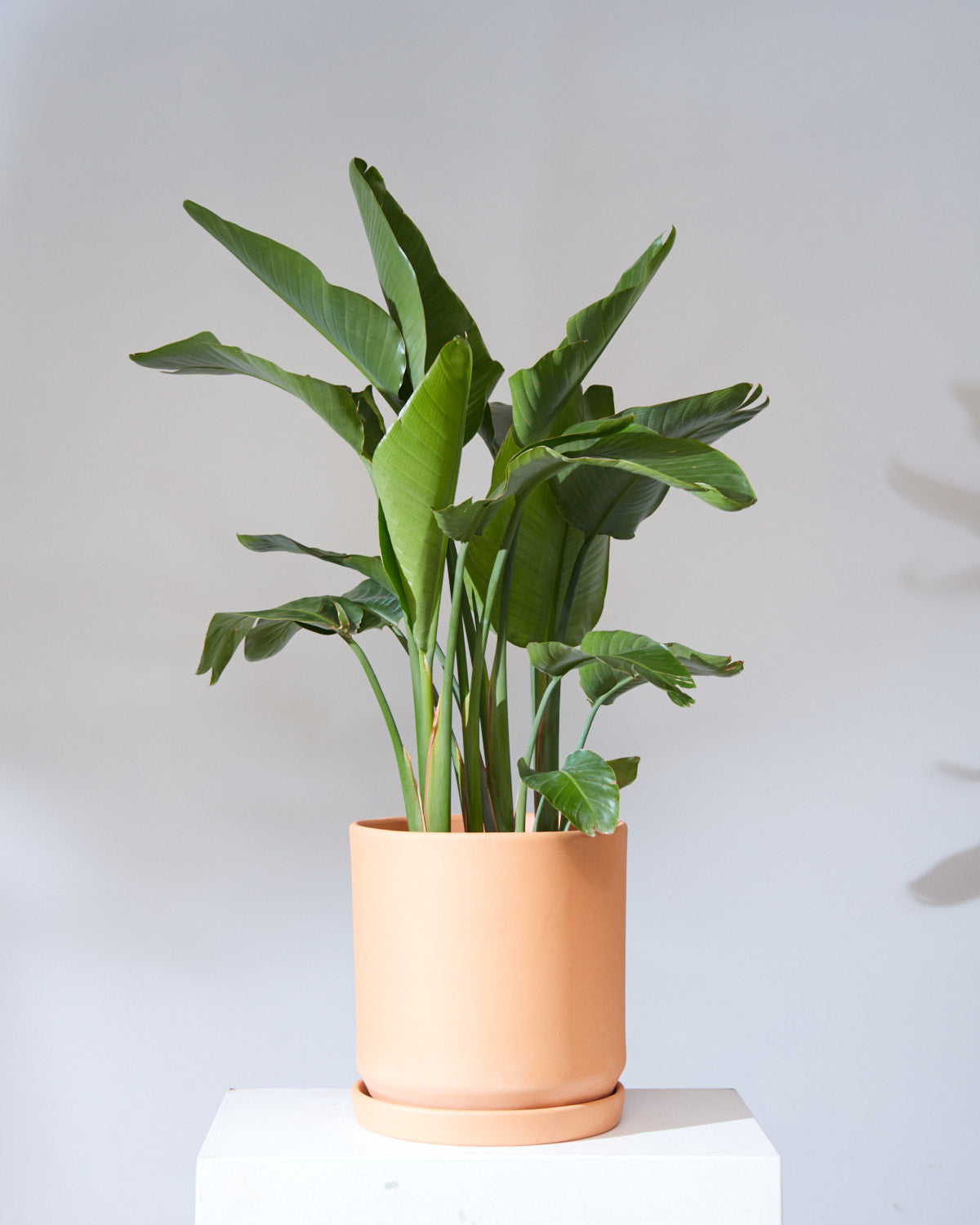 CALIFORNIA PLANTER COLLECTION: TERRA COTTA TWO PIECE CERAMIC Large 15 Inch