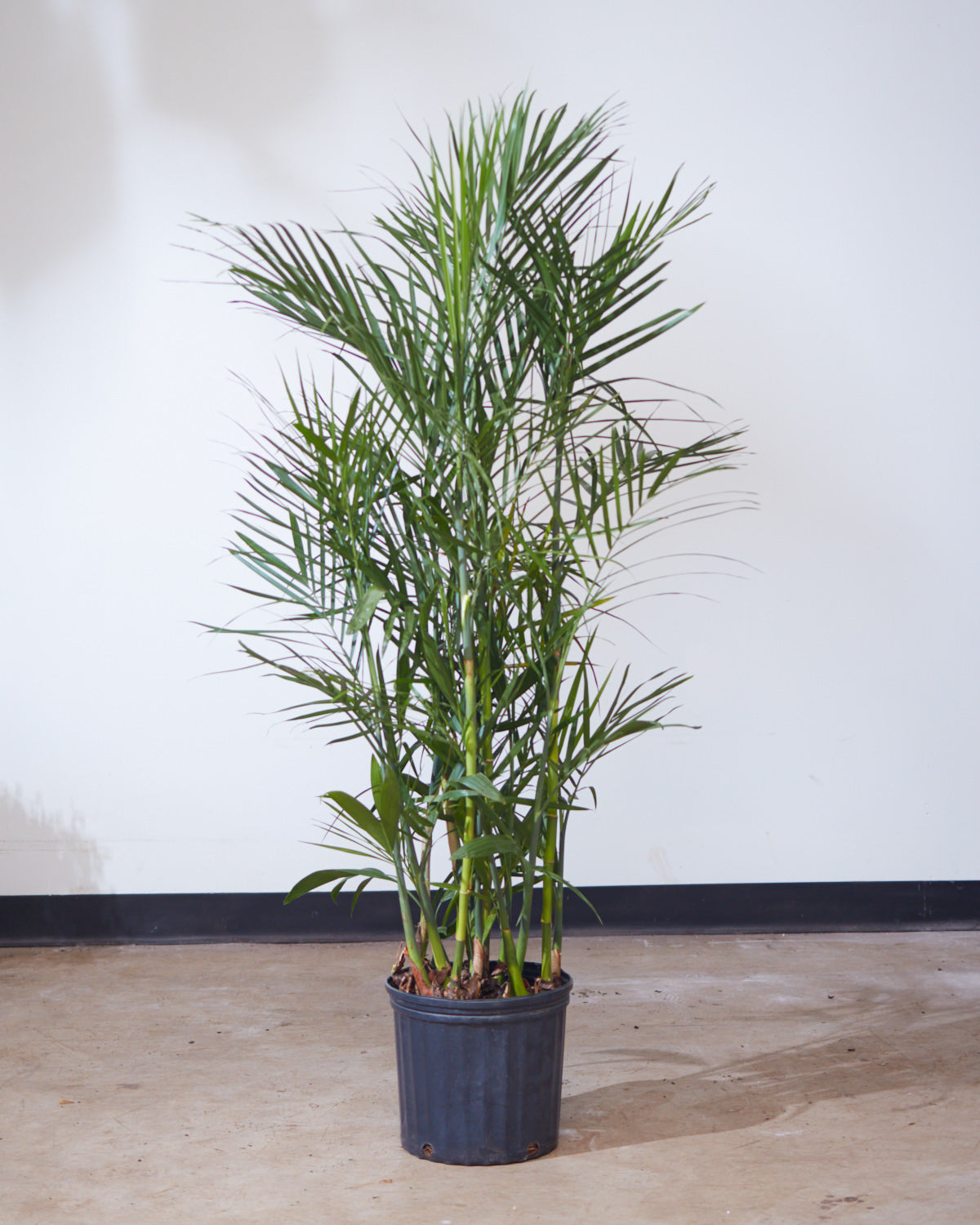 Bamboo Palm: Chamaedorea seifrizii - 10 inch pot - 4-5 foot tall