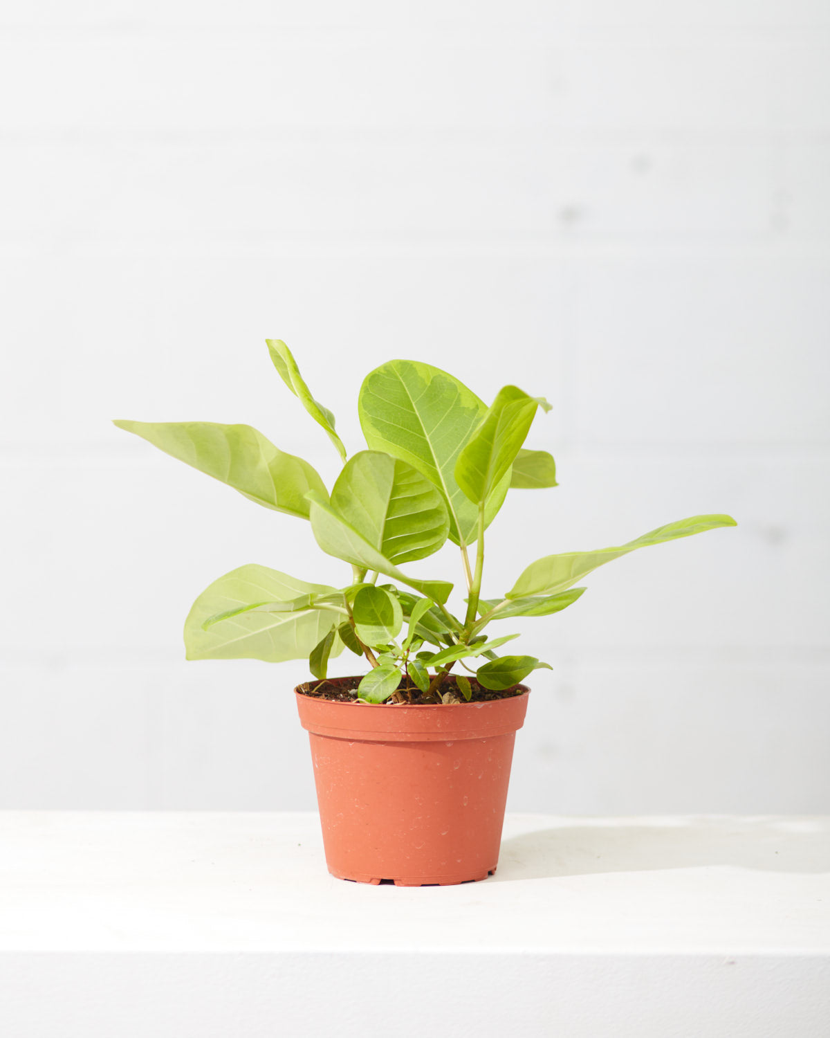 Yellow Gem Fig: Ficus altissima - 6 inch pot
