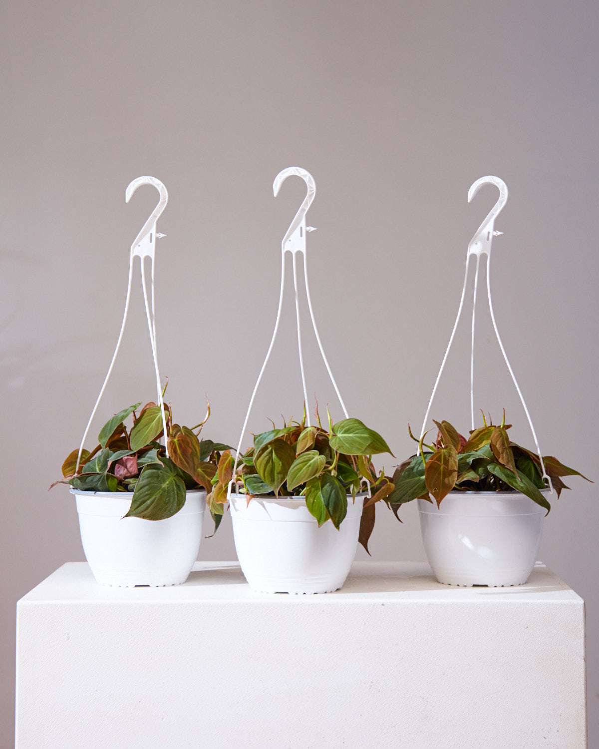 Velvet Leaf: Philodendron micans - 8 inch hanging basket