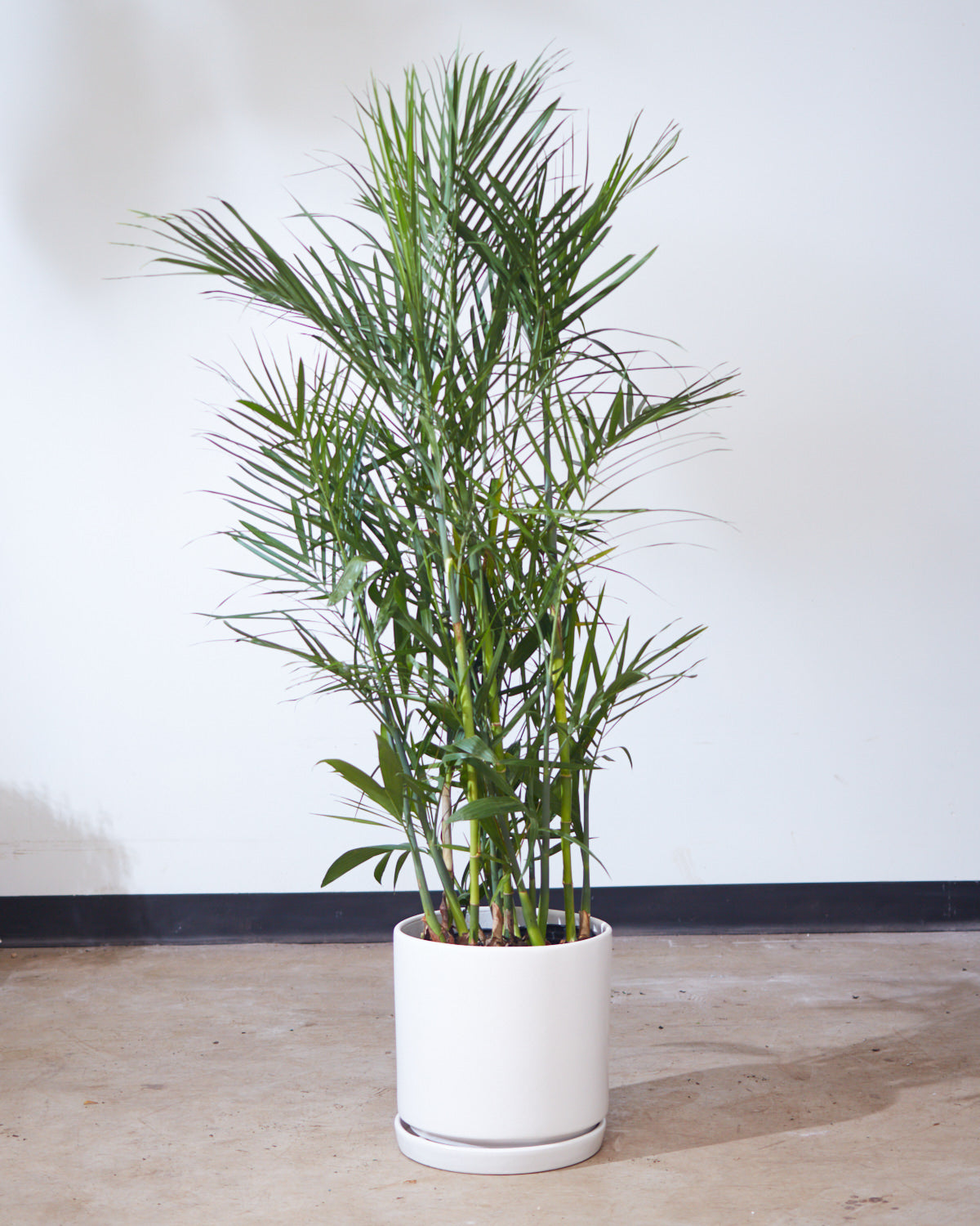 Bamboo Palm: Chamaedorea seifrizii - 10 inch pot - 4-5 foot tall