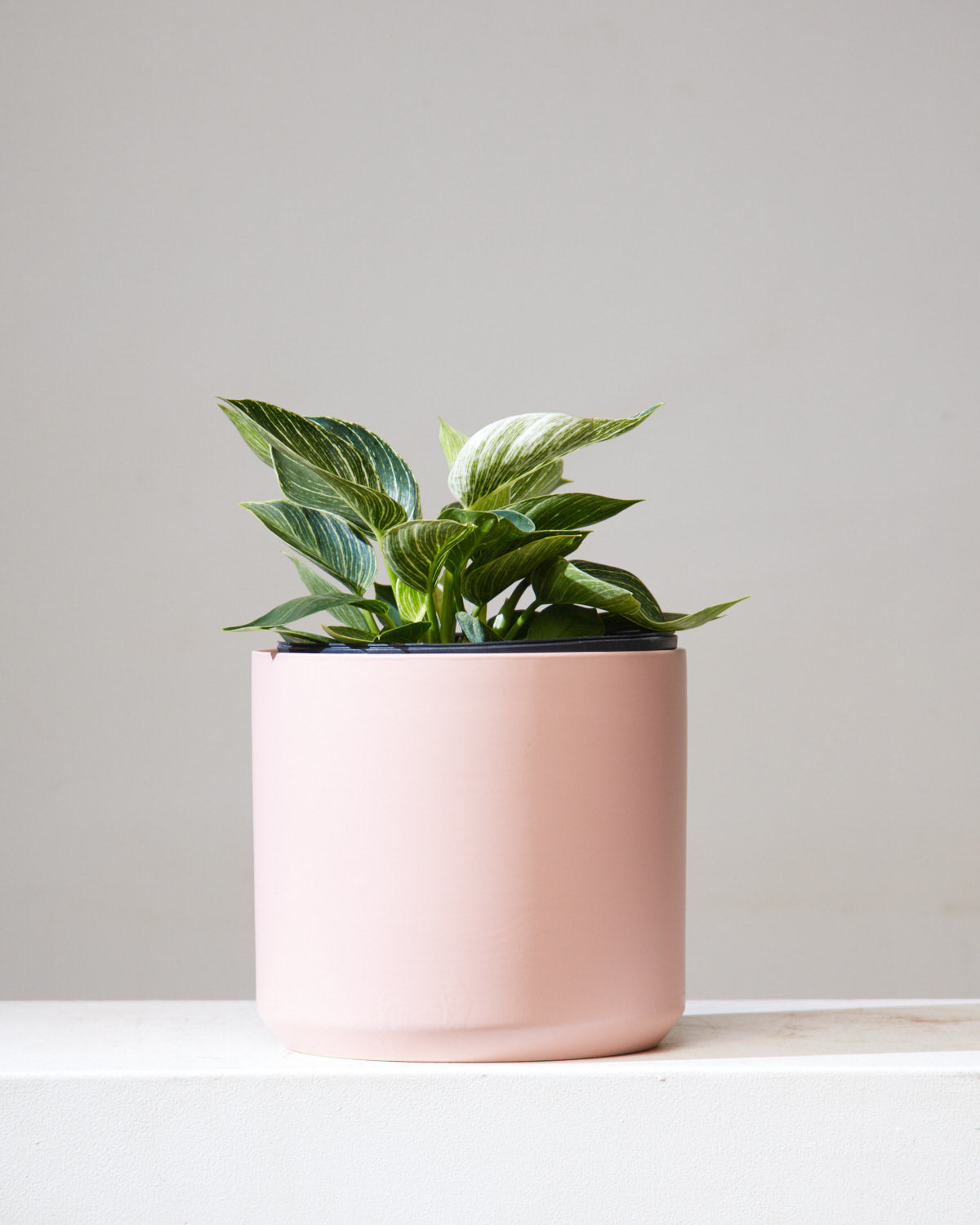 Birkin Plant: Philodendron - 10 inch pot