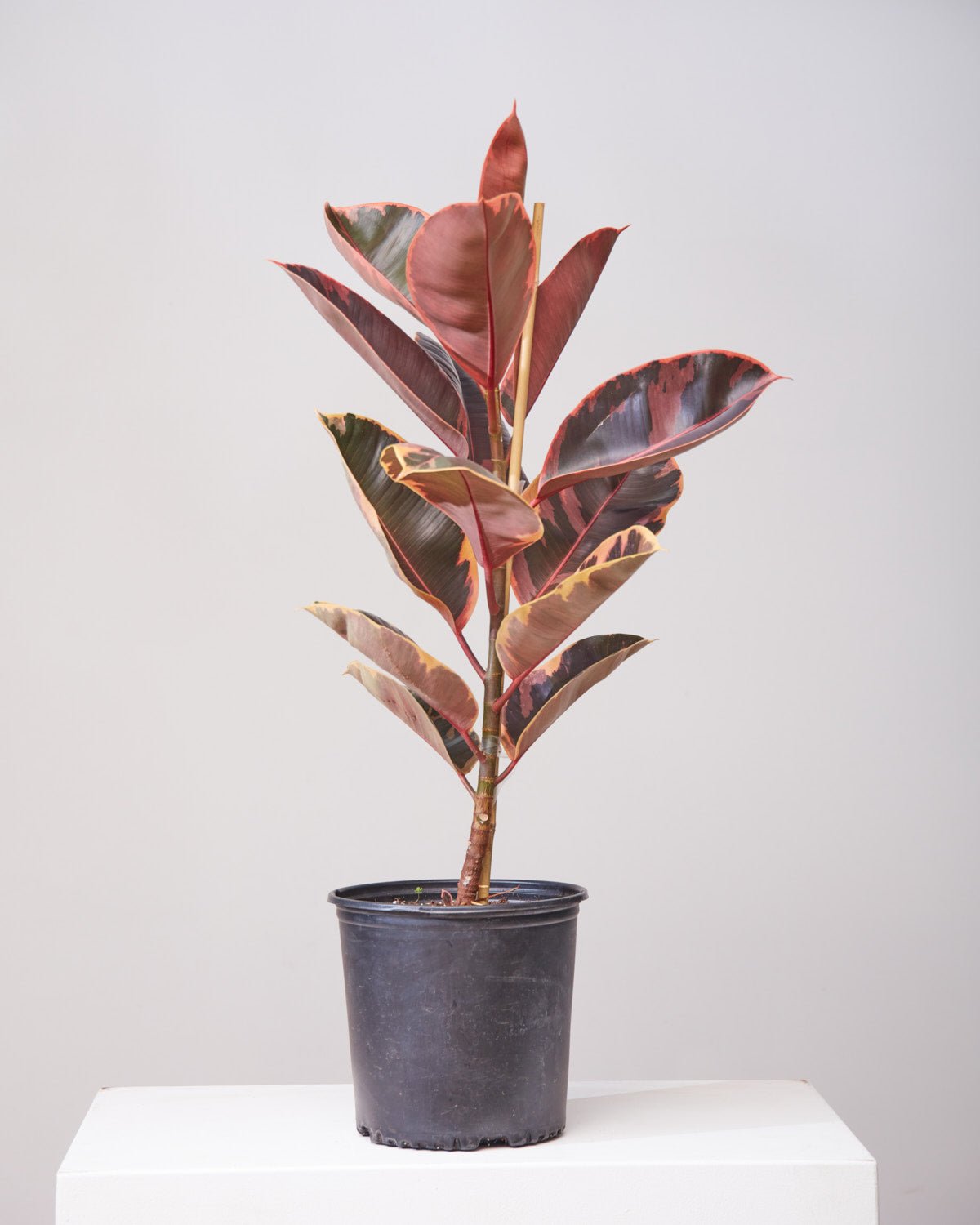 pot for rubber plant RUBBER PLANT 'FICUS ELASTICA RUBY' COLUMN 10