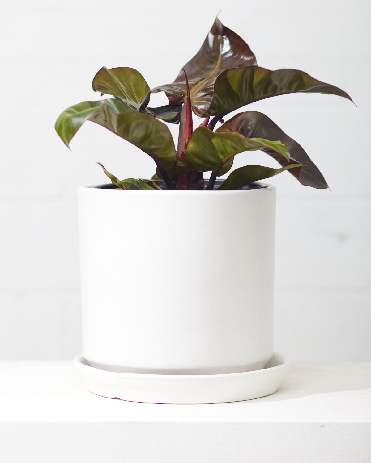 PHILODENDRON 'BLACK CARDINAL' 10" Grower Pot