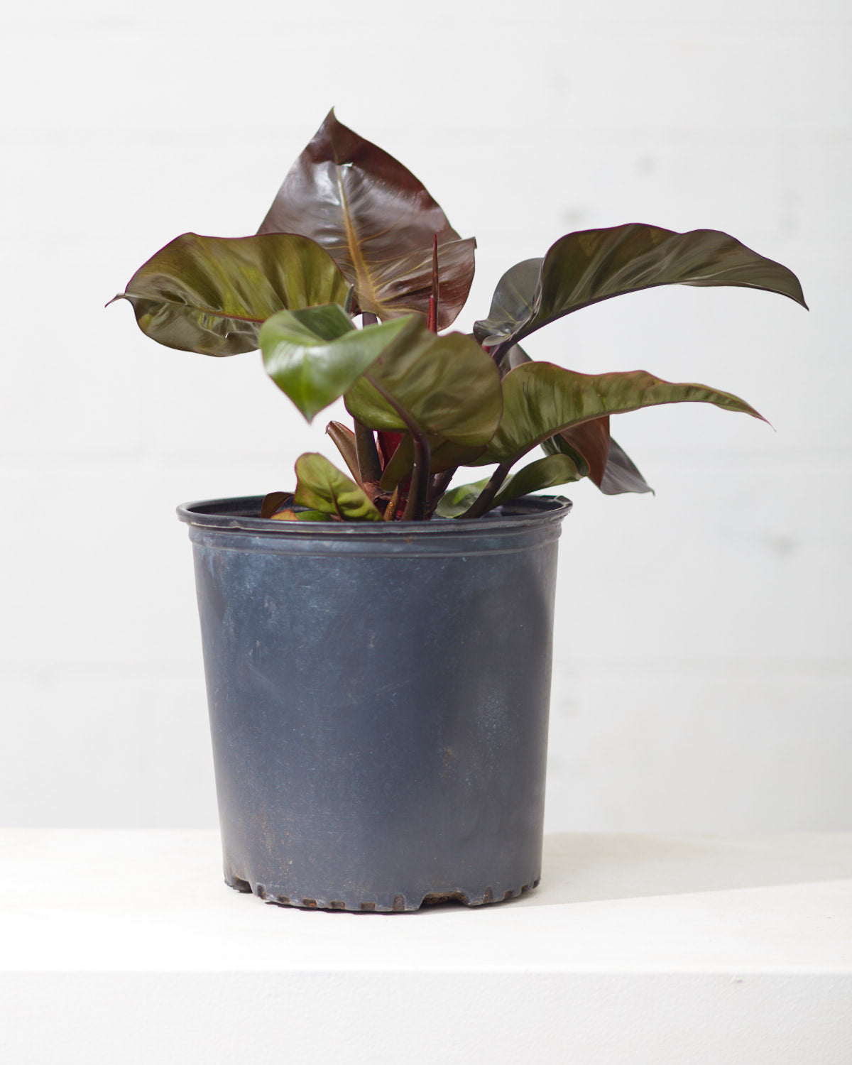 PHILODENDRON 'BLACK CARDINAL' 10" Grower Pot