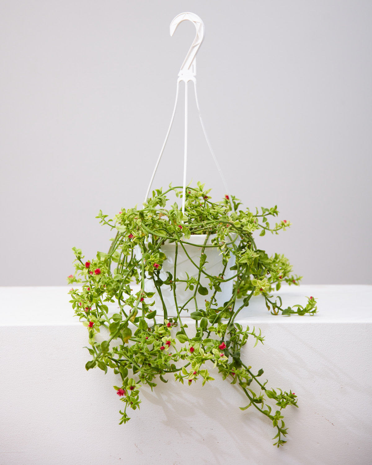 APTENIA CORDIFOLIA VARIEGATA 'BABY SUN ROSE' 8" HANGING BASKET