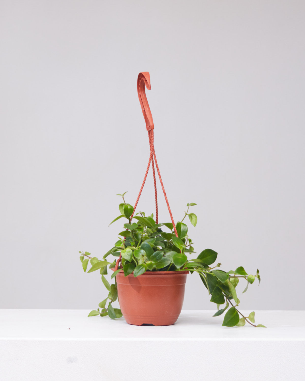 lipstick plant hanging basket Mona Lisa Lipstick Vine: Aeschynanthus radicans