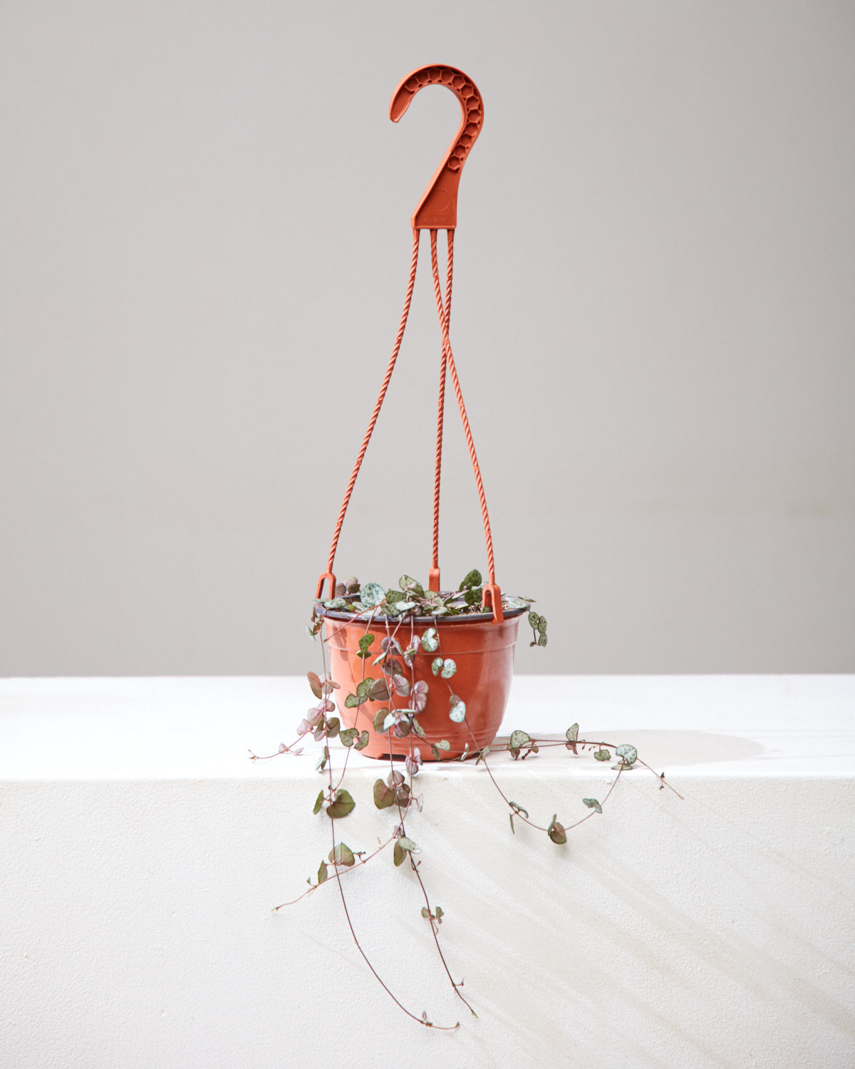 STRING OF HEARTS 6" HANGING BASKET