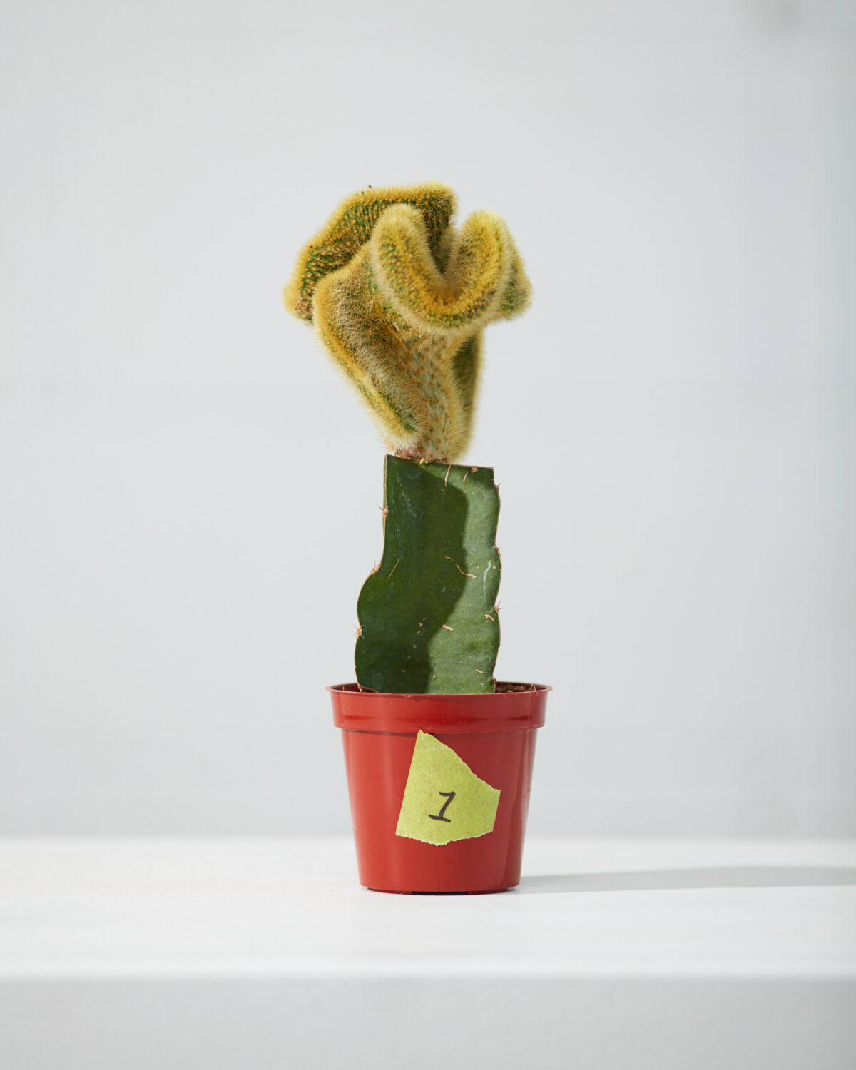 GOLDEN RAT TAIL CACTUS 4" Grower Pot