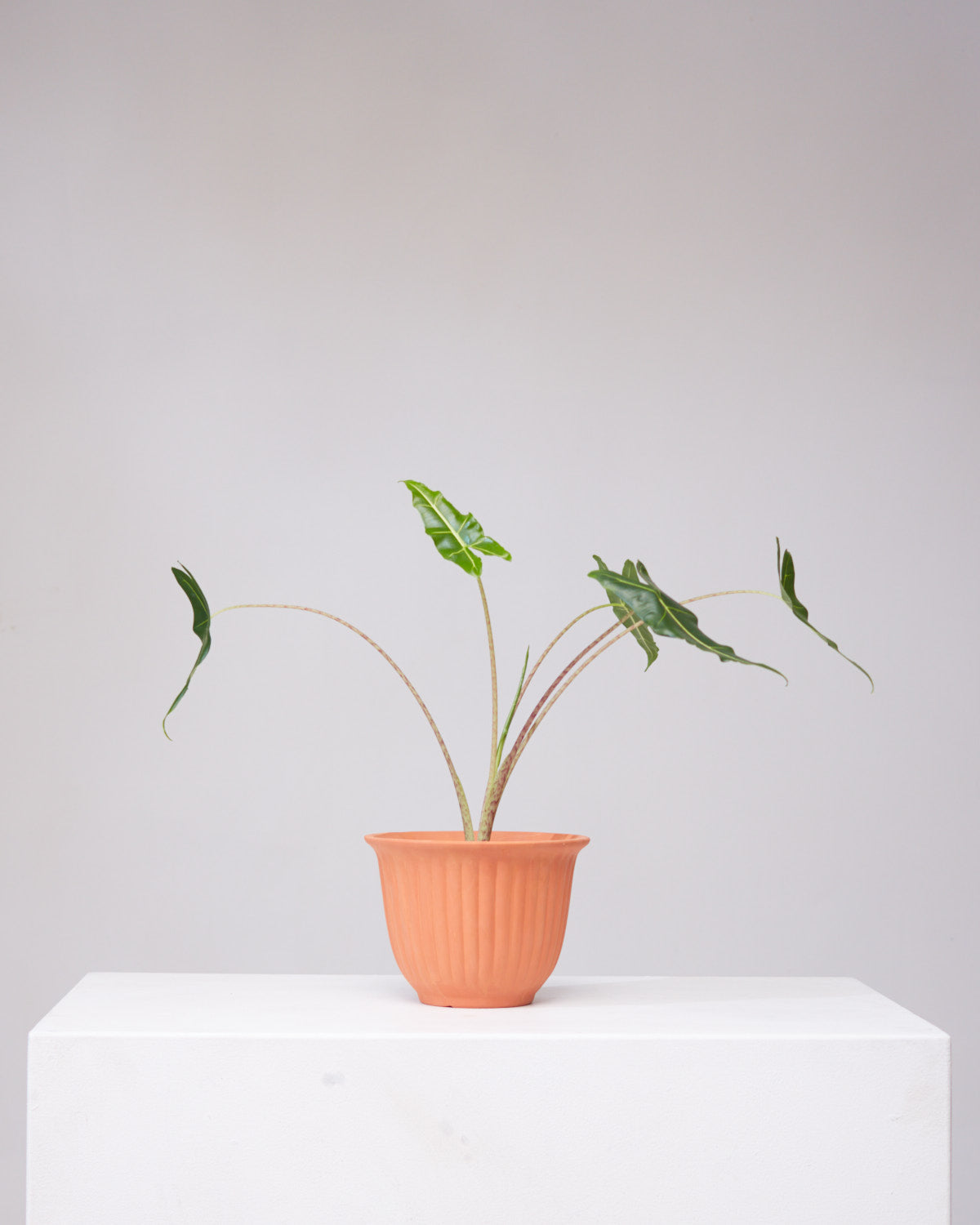 ALOCASIA 'SARIAN' 6" Grower Pot *Less leaves than pictured