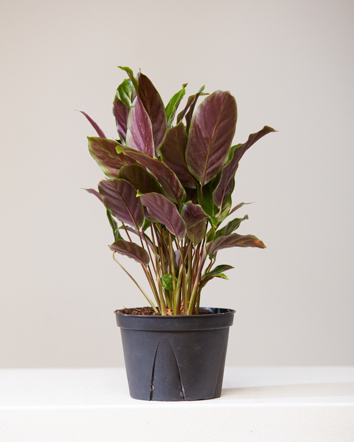 CALATHEA 'MAUI QUEEN' 6" Grower Pot