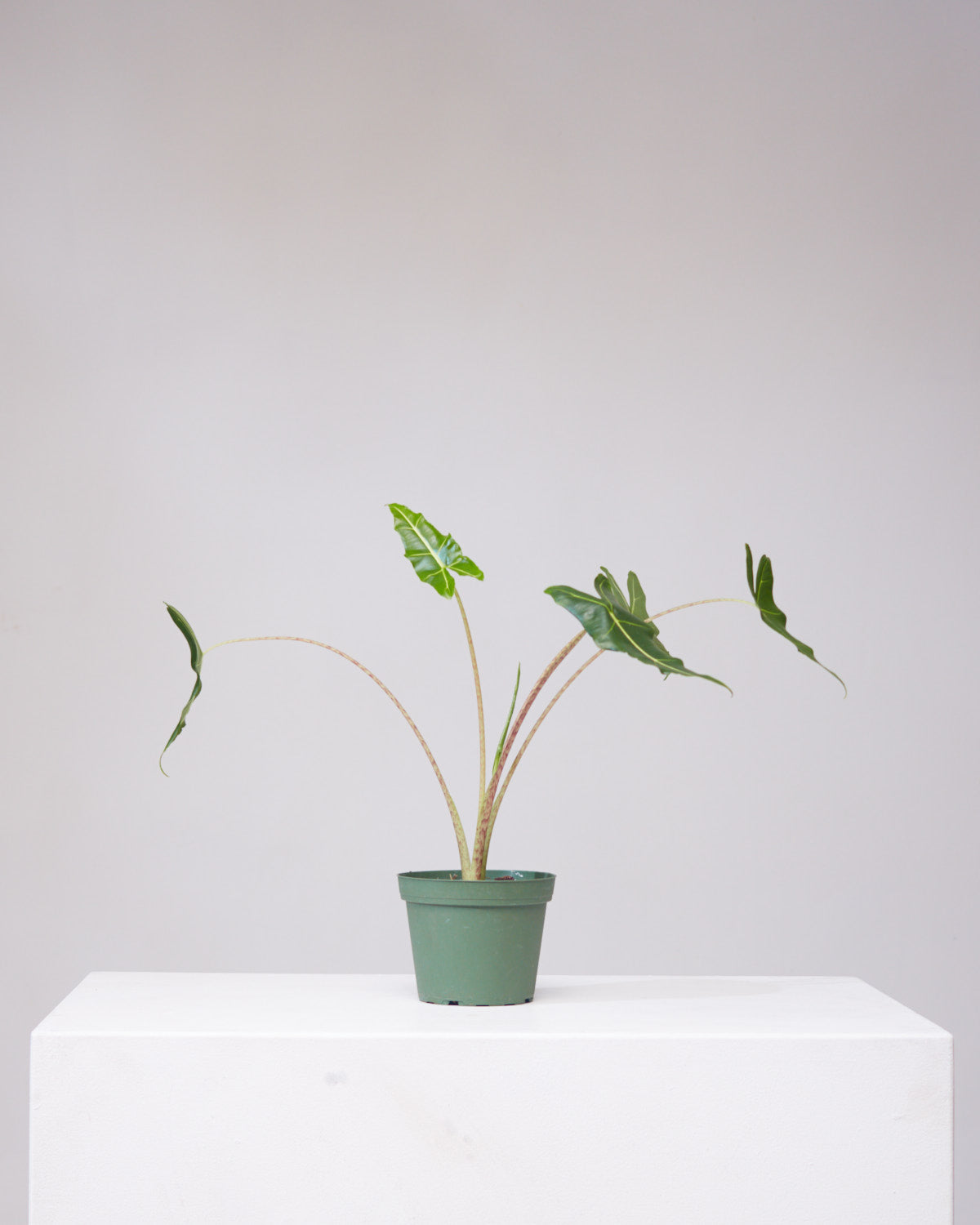 ALOCASIA 'SARIAN' 6" Grower Pot *Less leaves than pictured