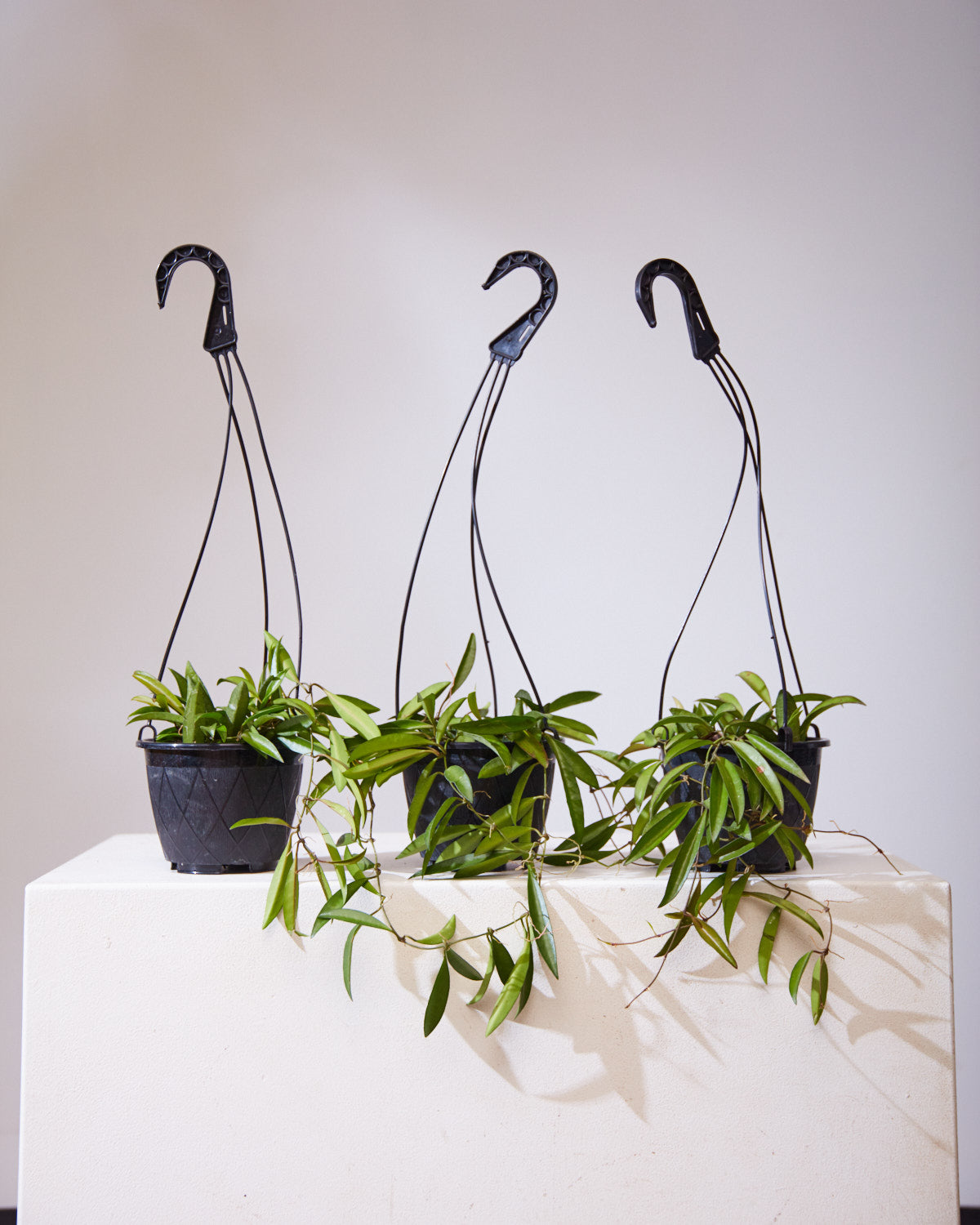 HOYA WAYETTI 6" HANGING BASKET