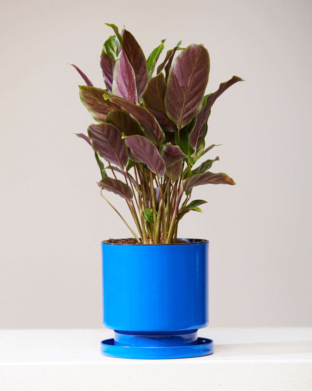 CALATHEA 'MAUI QUEEN' 6" Grower Pot