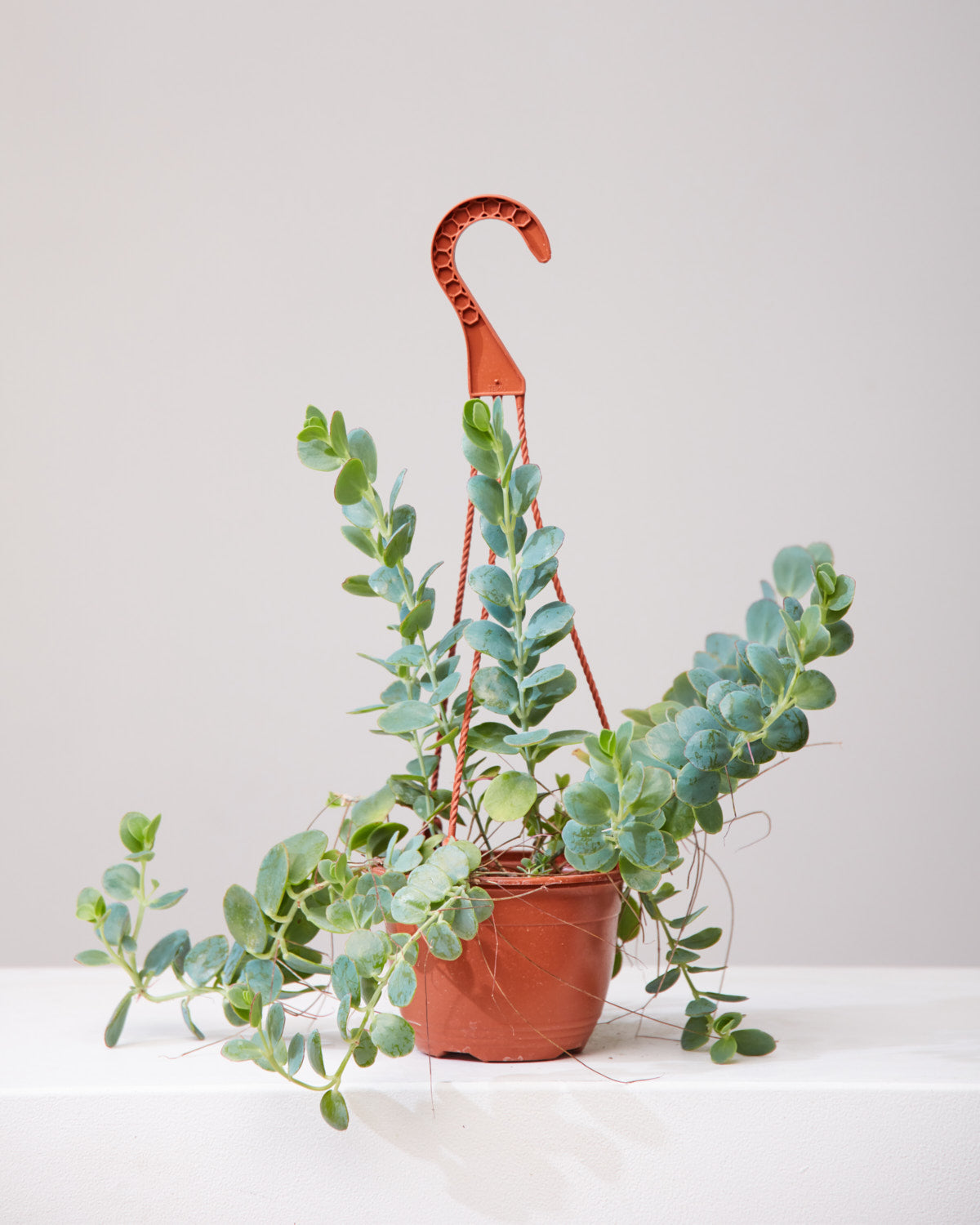 KALANCHOE 'MARNIERIANA' 6" HANGING BASKET