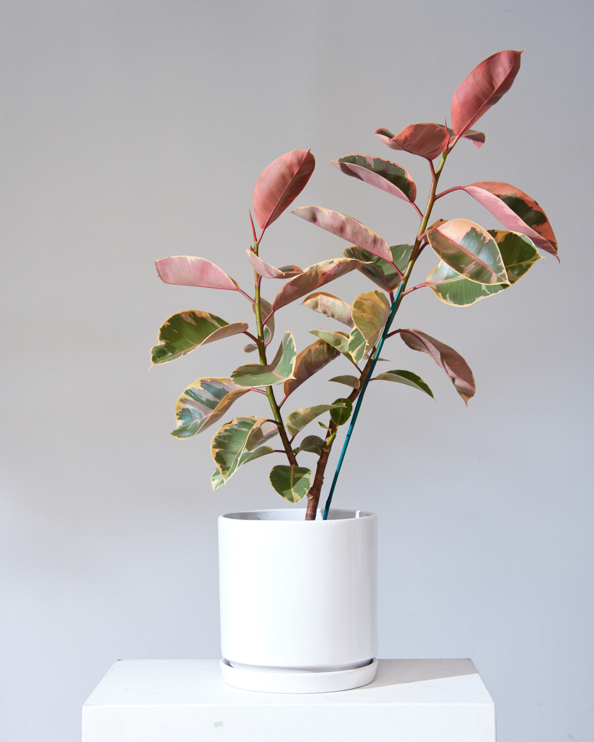 White California Pot with Drainage and Tray | 12 inch Diameter