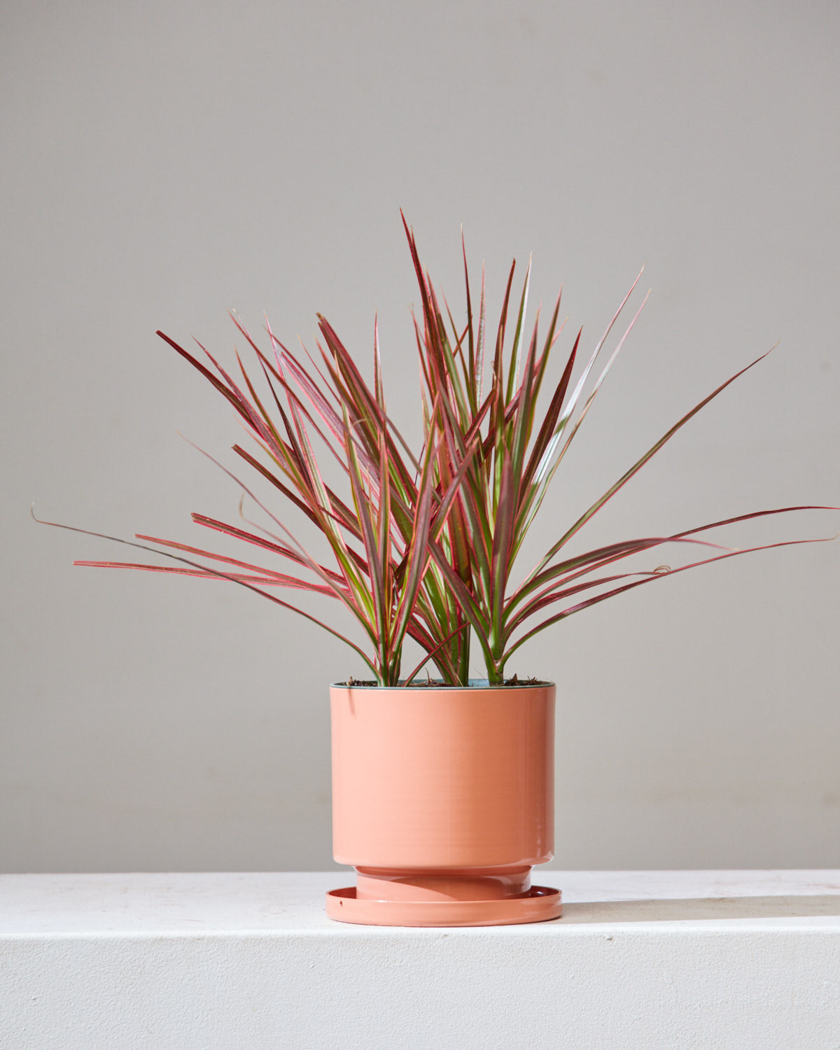 dracaena marginata pink DRACAENA MARGINATA 'COLORAMA' 6" Grower Pot – Dynasty Plants