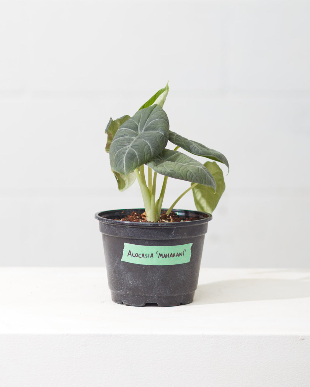 Grey Dragon Elephant Ear: Alocasia maharani - 6 inch pot