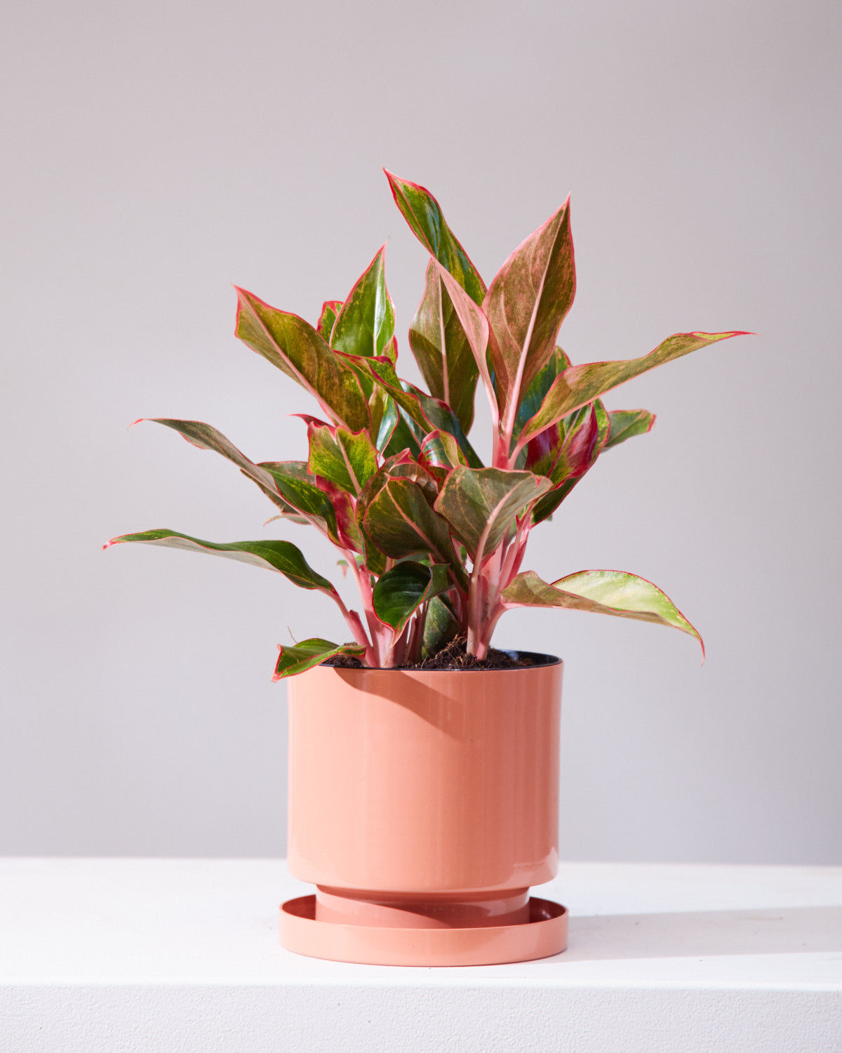 Siam Red Gold Chinese Evergreen: Aglaonema - 5 inch pot