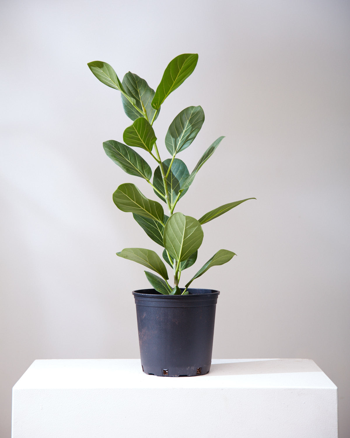 Ficus Audrey Bush: Ficus benghalensis - 8 inch pot