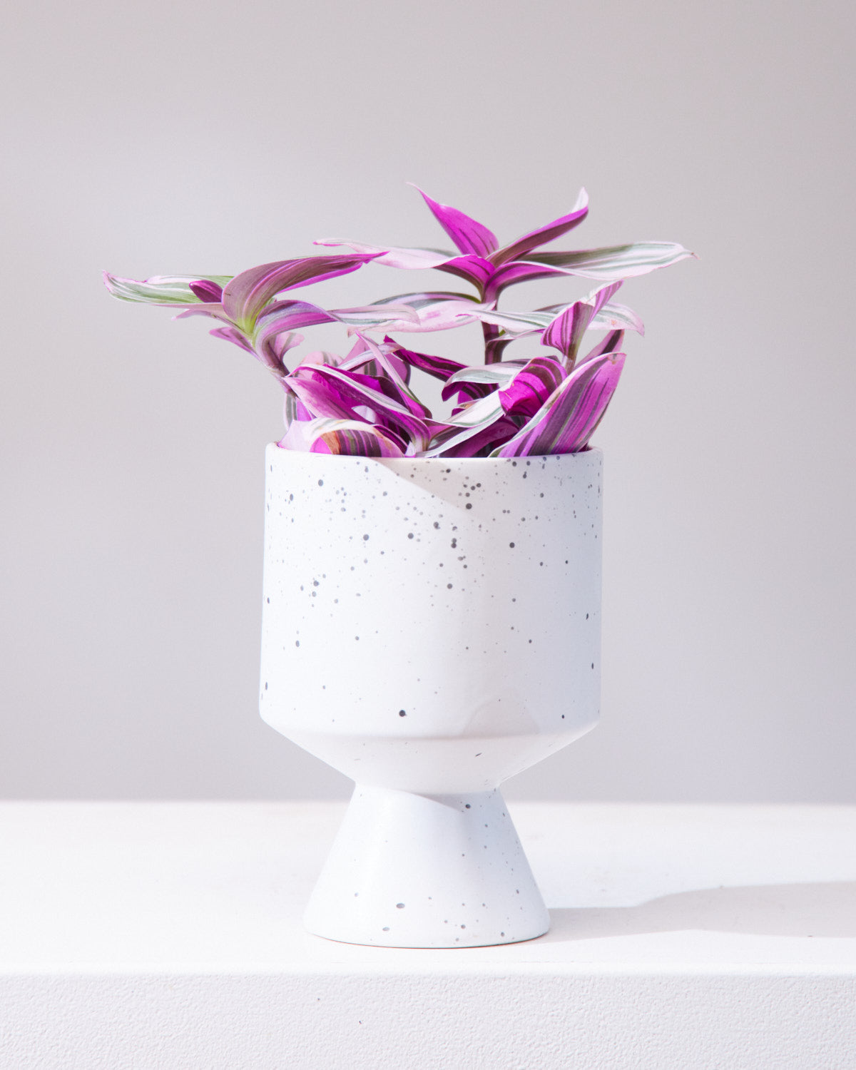Bubblegum Wandering Plant: Tradescantia 'Nanouk' - 4 inch pot