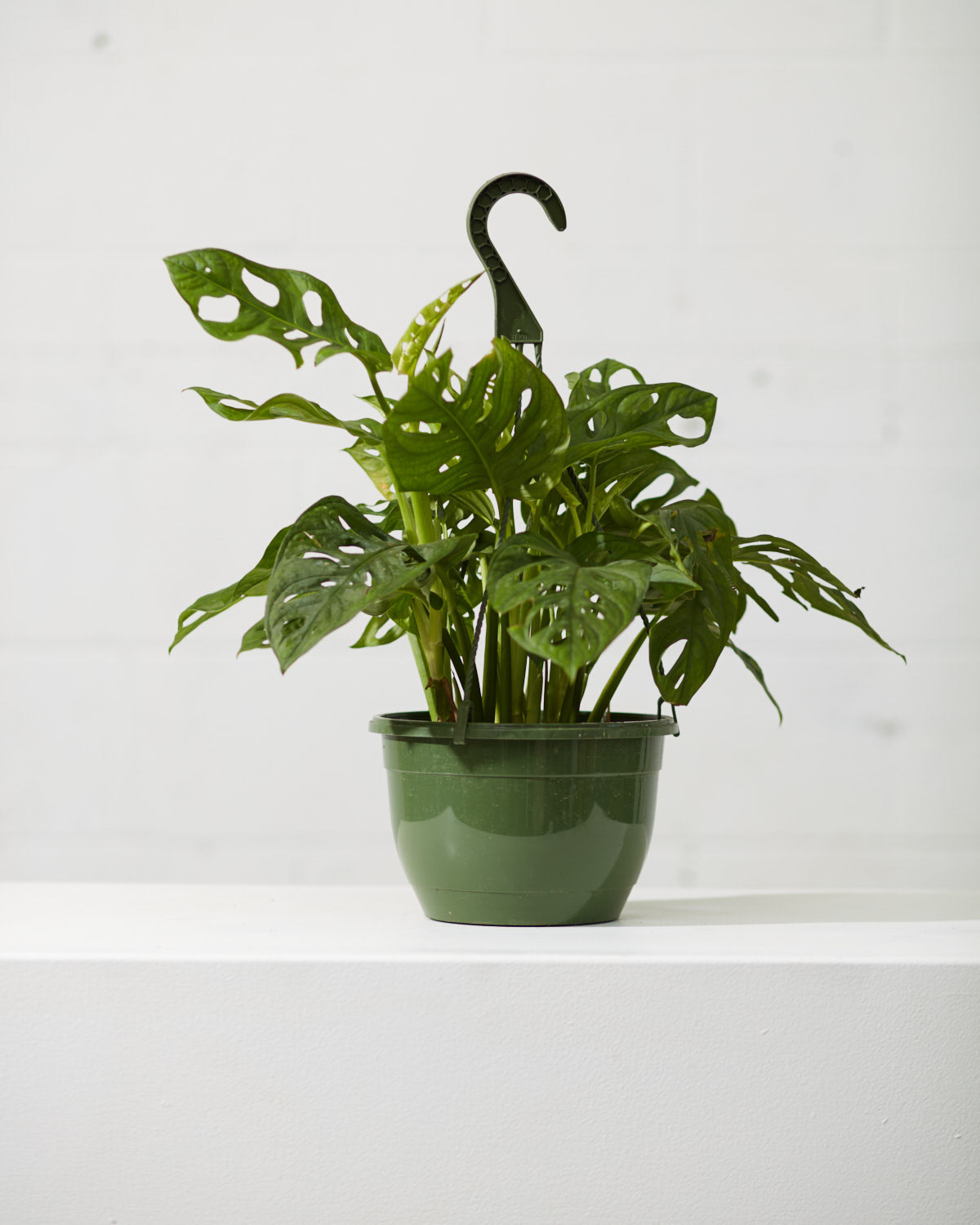 Swiss Cheese Vine: Monstera adansonii - 8 inch hanging basket