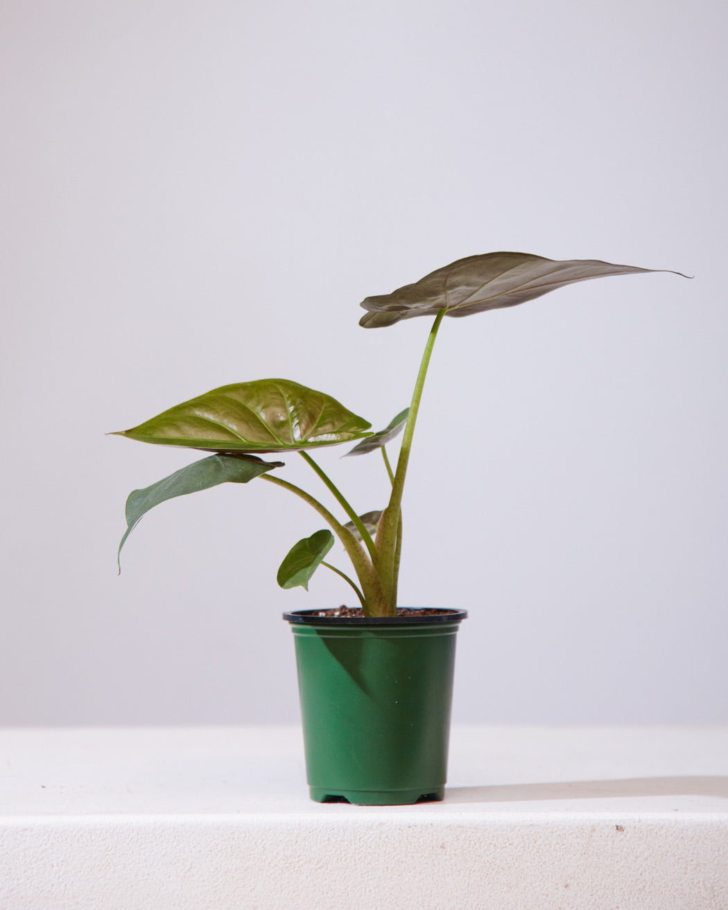 Hardy Elephant Ear: Alocasia wentii - 4 inch pot