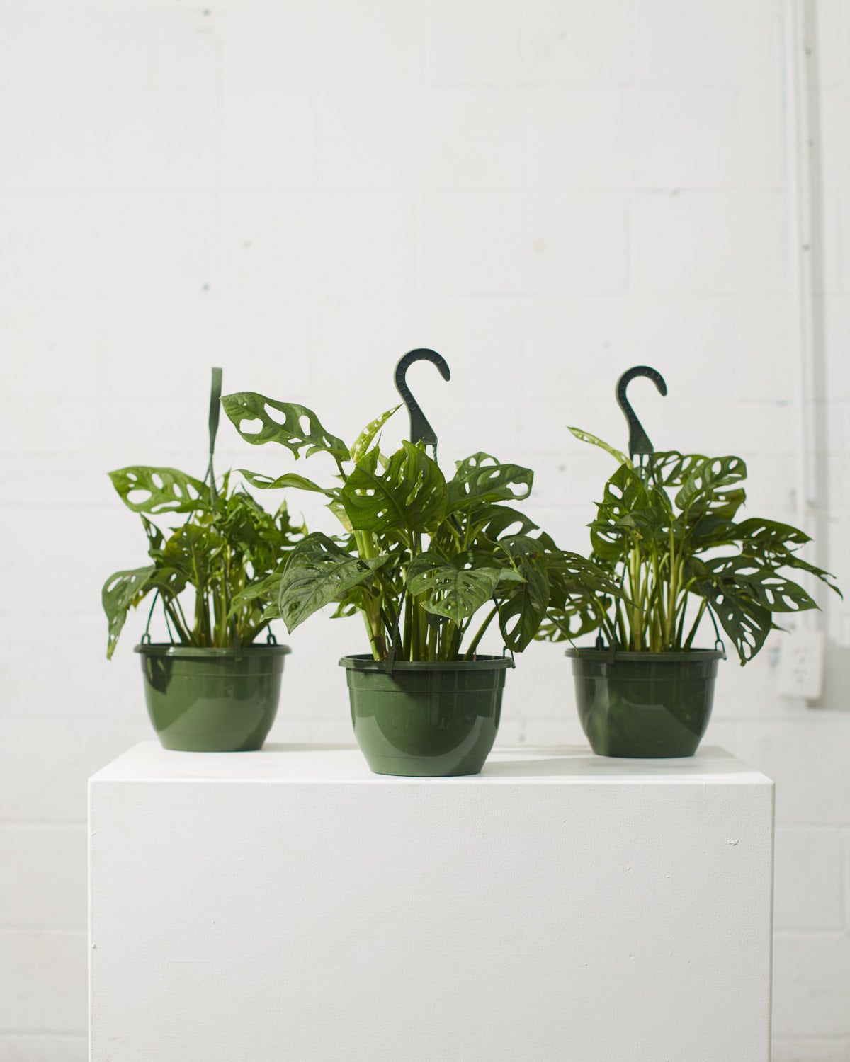 Swiss Cheese Vine: Monstera adansonii - 8 inch hanging basket