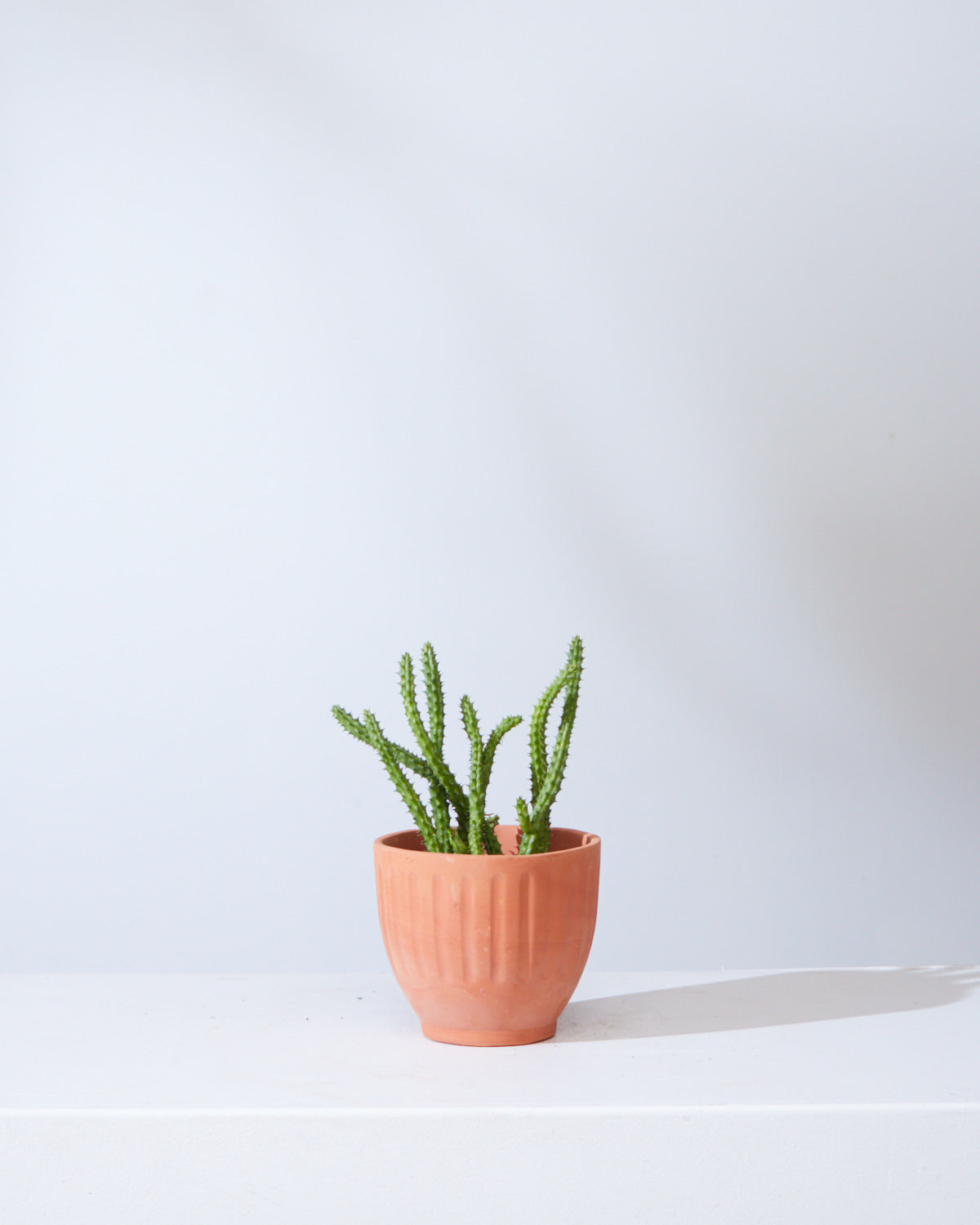 STAPELIA 4" Grower Pot